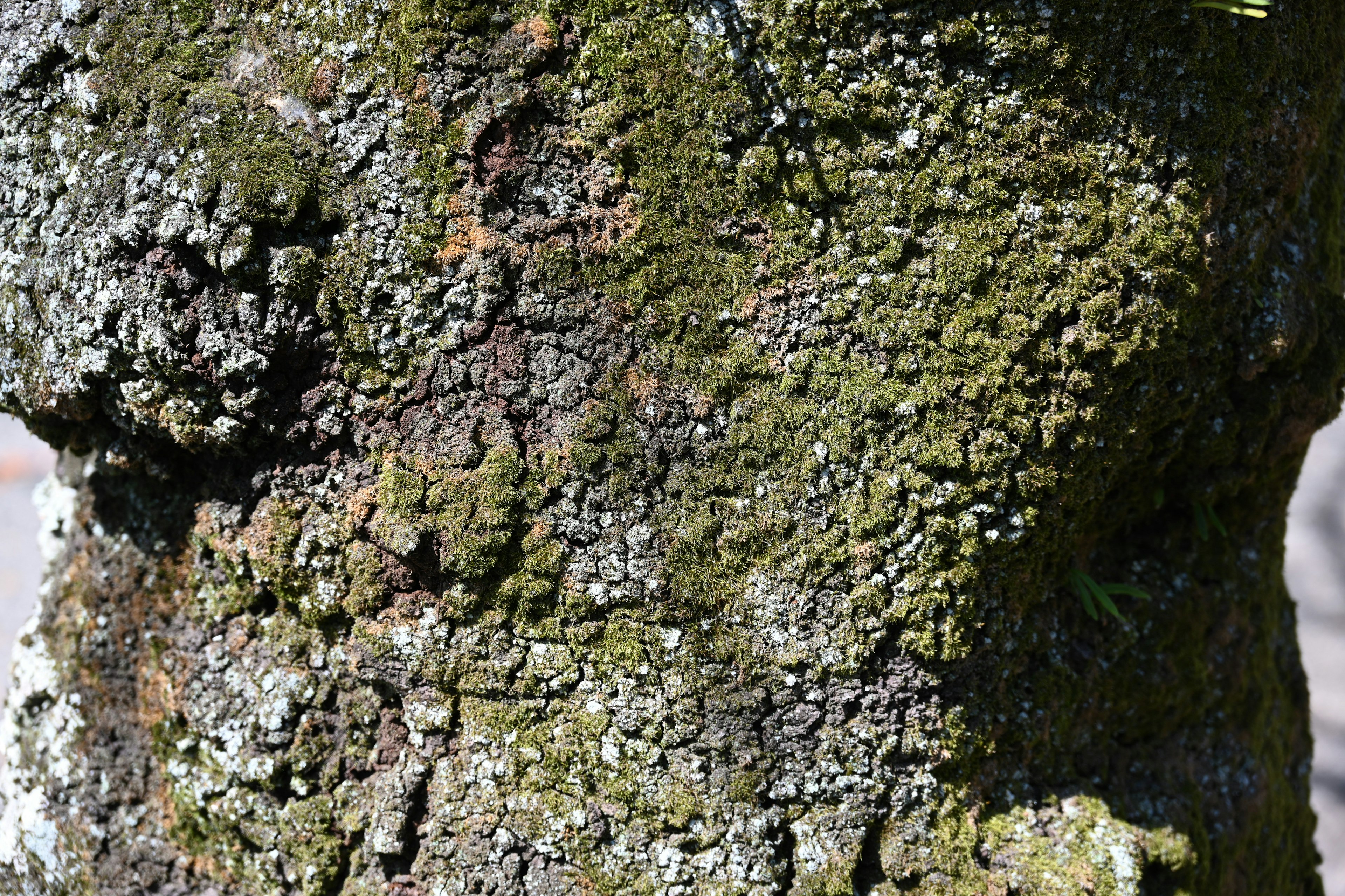 Close-up of moss and lichen on a tree trunk