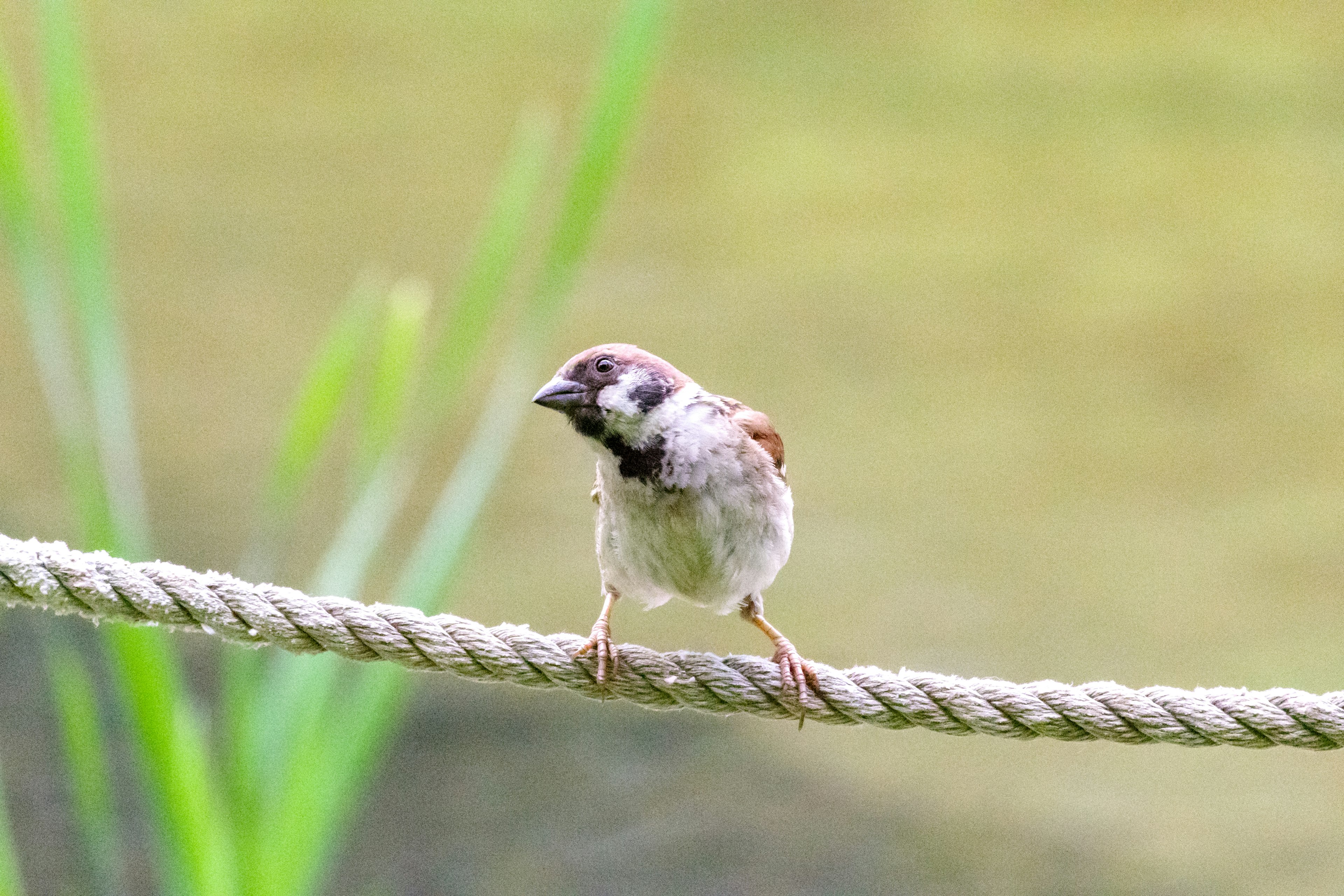 小さな鳥がロープの上に立っている背景には水辺の緑が広がっている