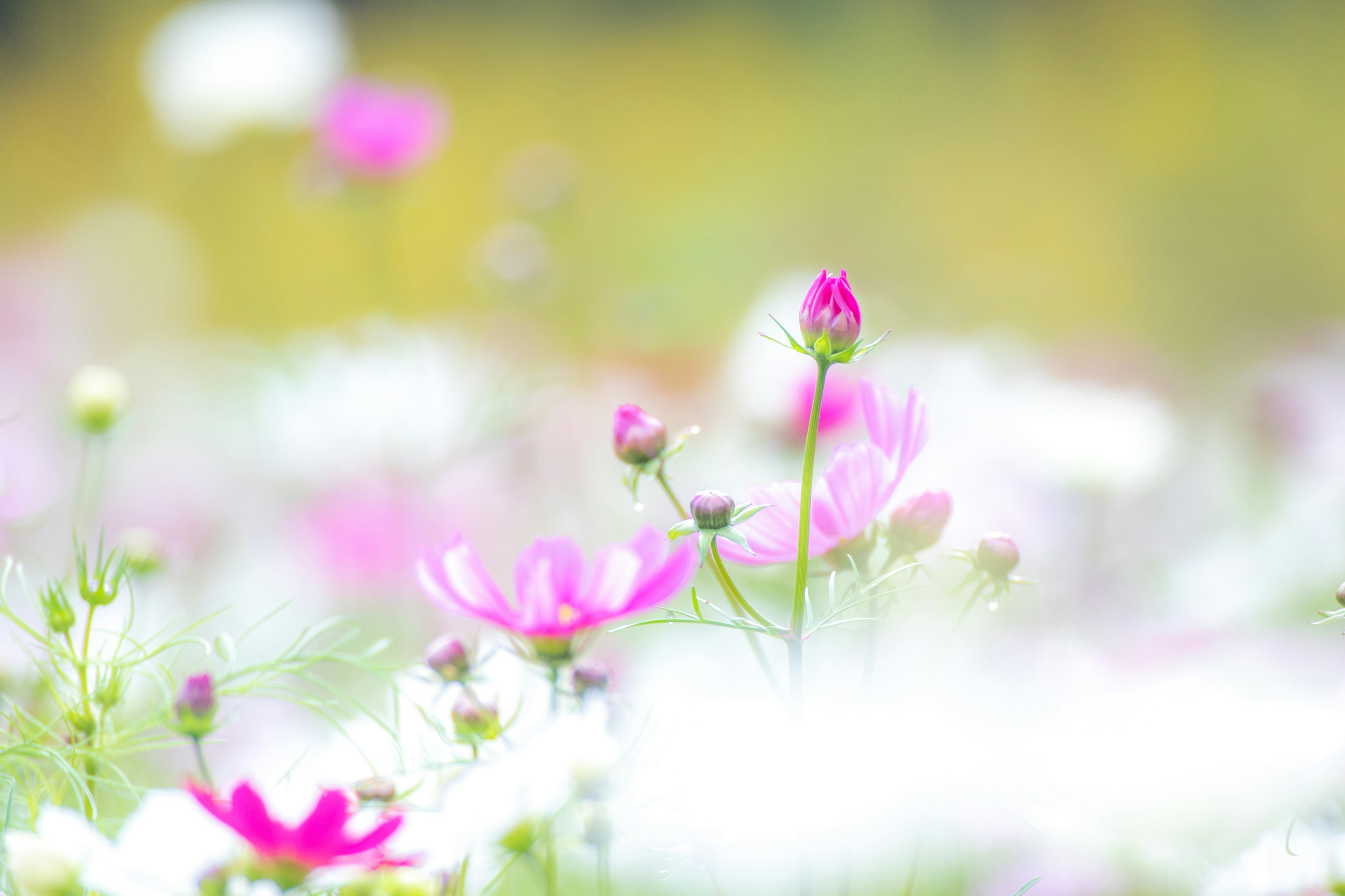 色とりどりの花が咲いている柔らかい背景の中でピンクの花が目立つ風景