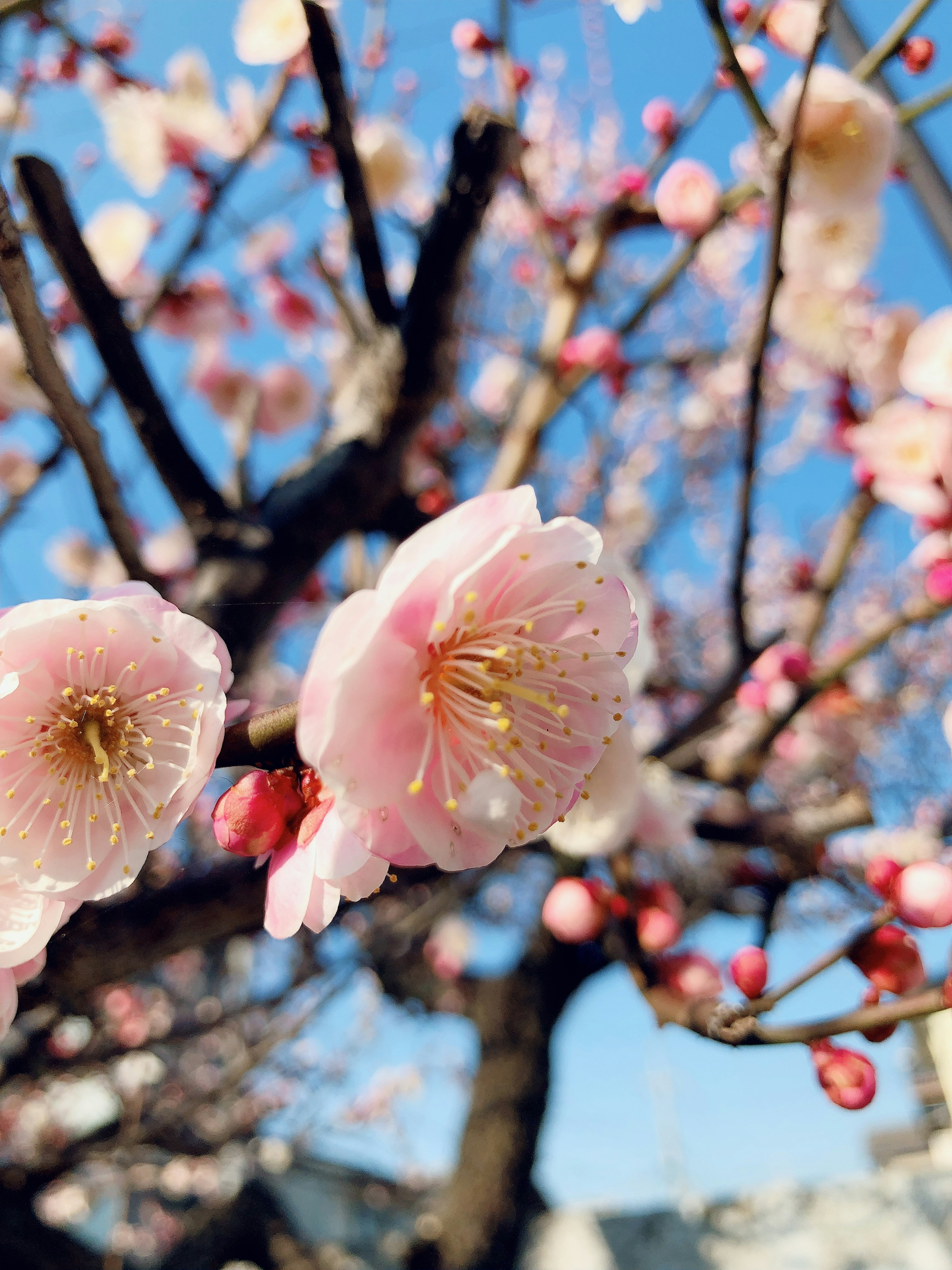 Nahaufnahme von rosa Pflaumenblüten und Knospen unter einem blauen Himmel