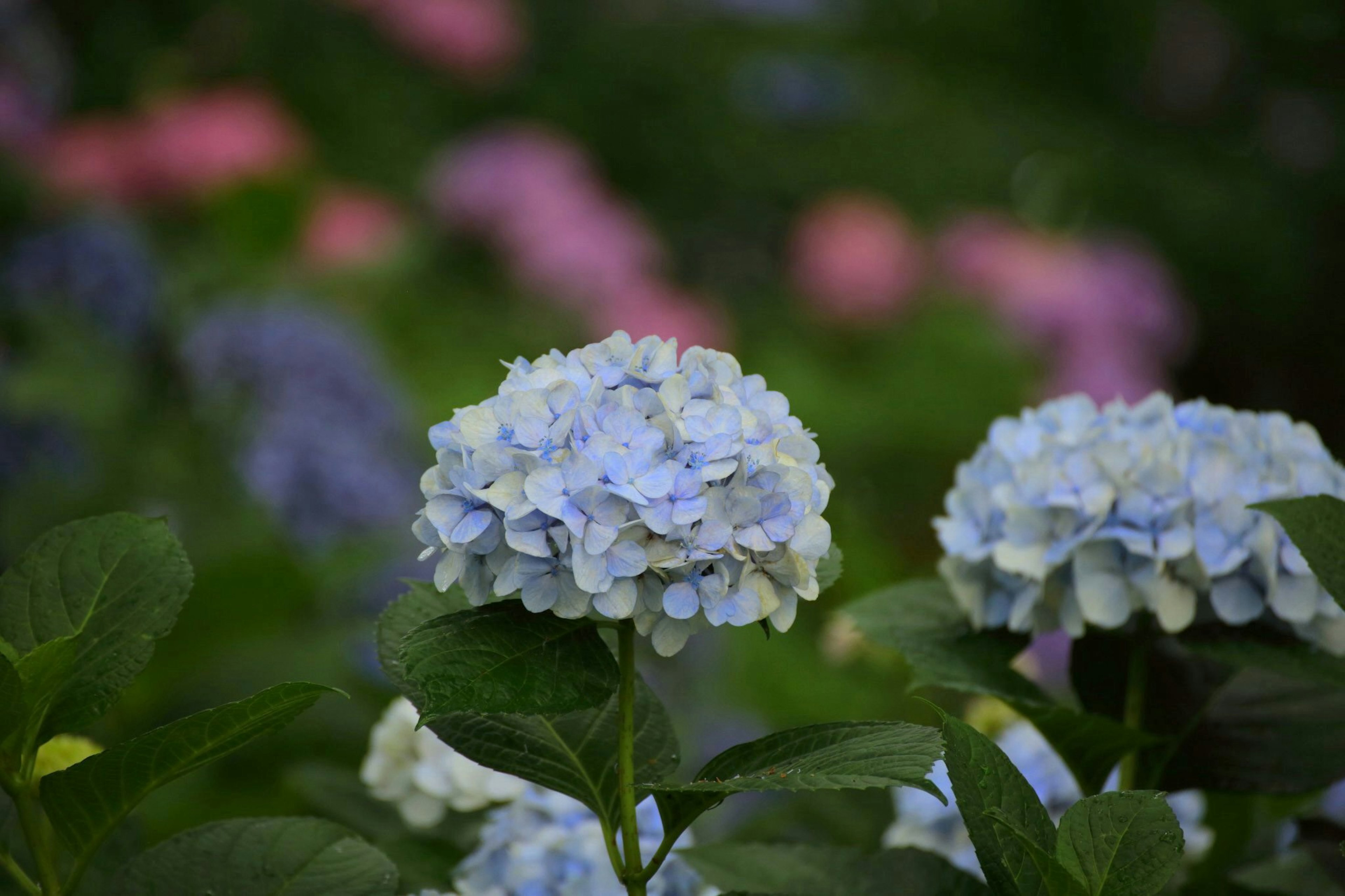 Blaue Hortensienblüten, die in einem Garten blühen