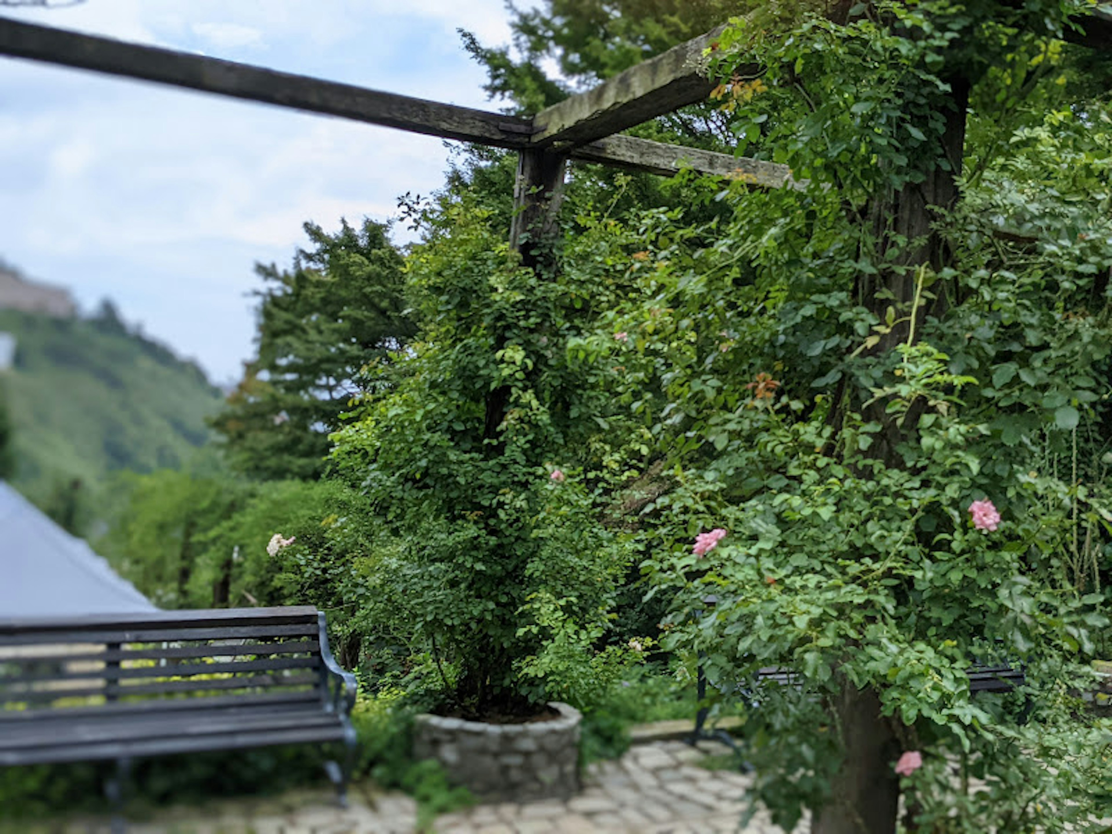 郁郁蔥蔥的花園景色，帶有長椅和木架