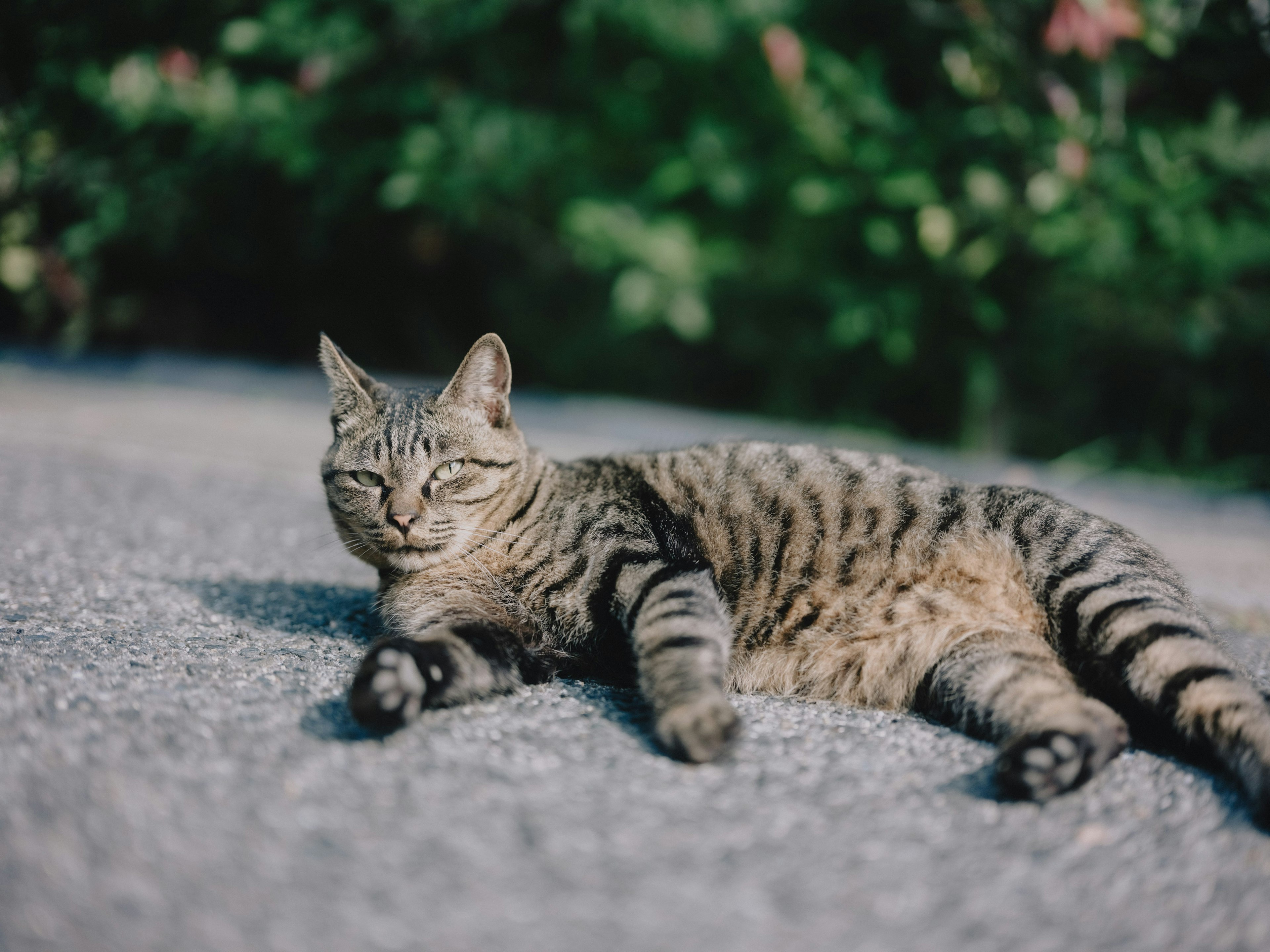 A striped cat lounging in the sunlight