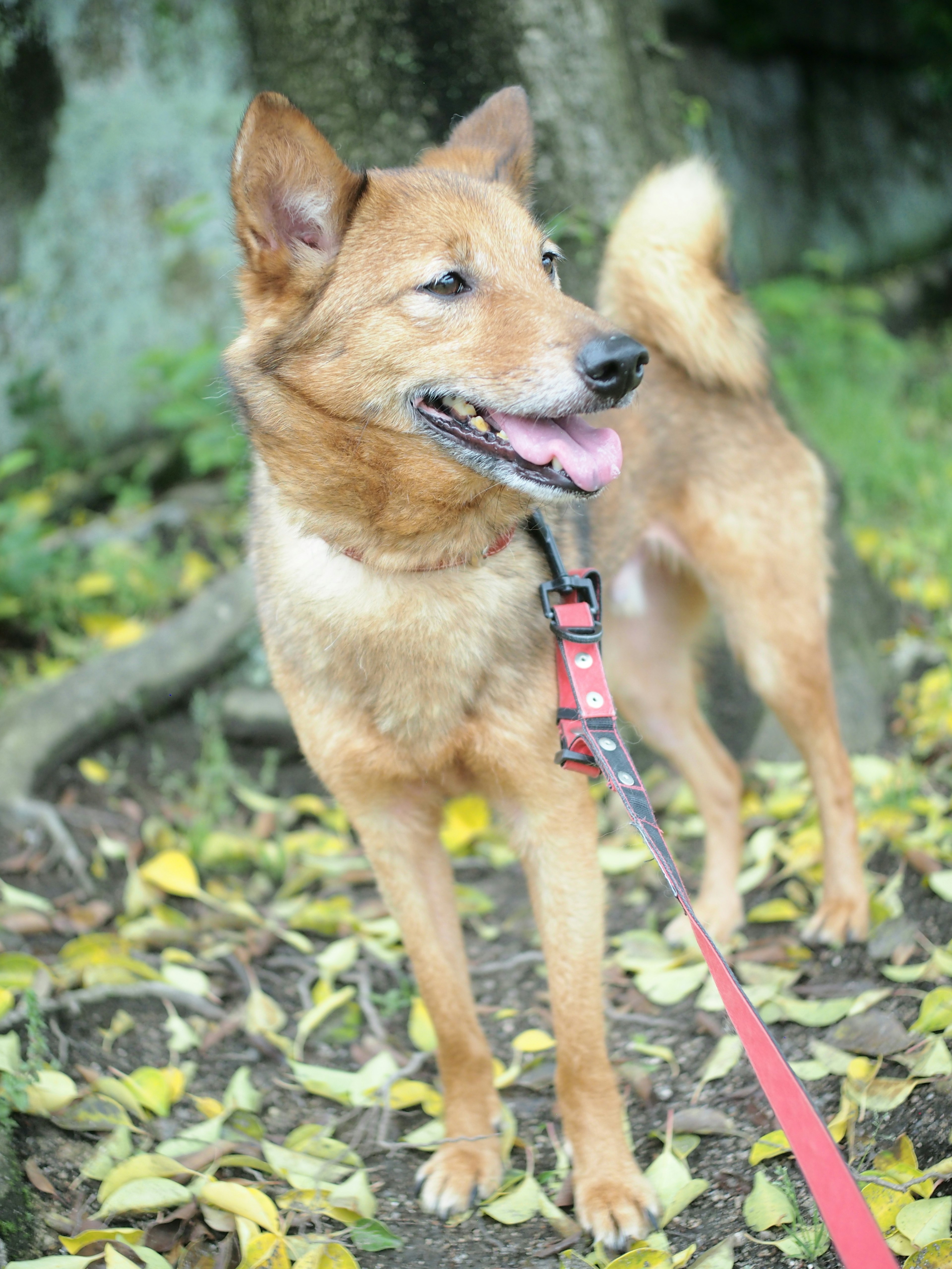 Brauner Hund steht neben einem Baum Lächelt mit herausgestreckter Zunge Trägt eine rote Leine