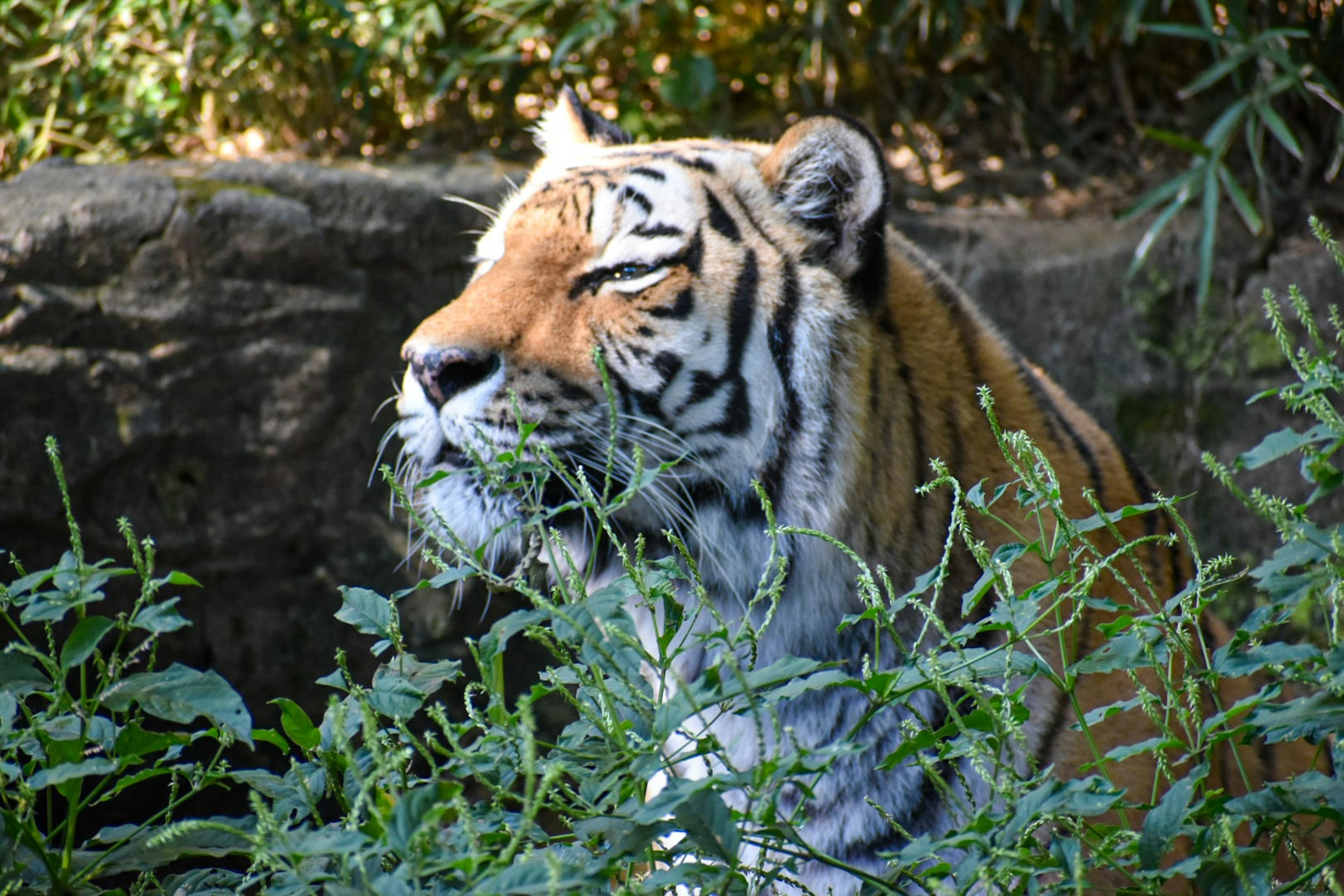 Profilo di una tigre tra la vegetazione