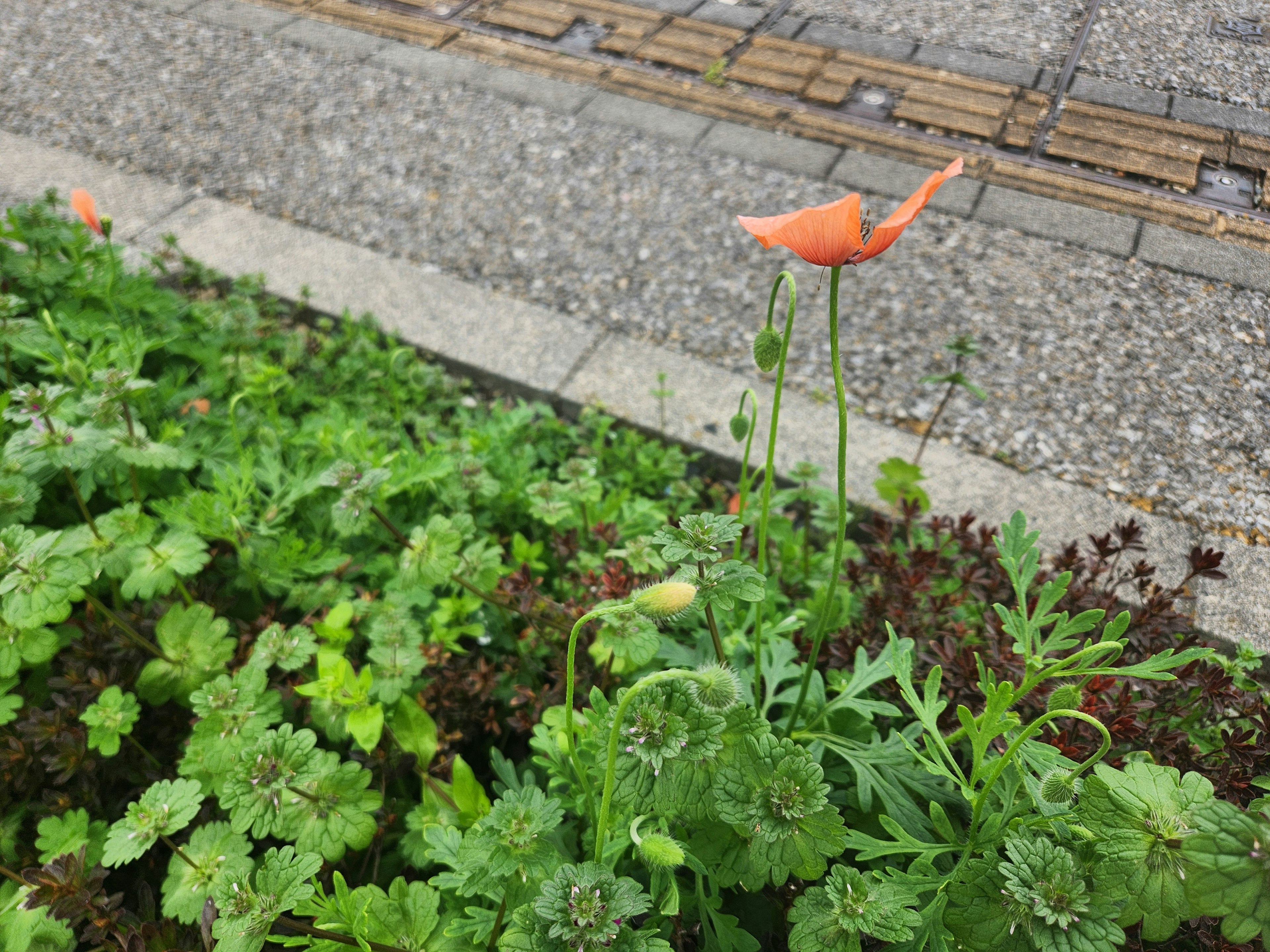 Un fiore di papavero arancione si erge tra il fogliame verde