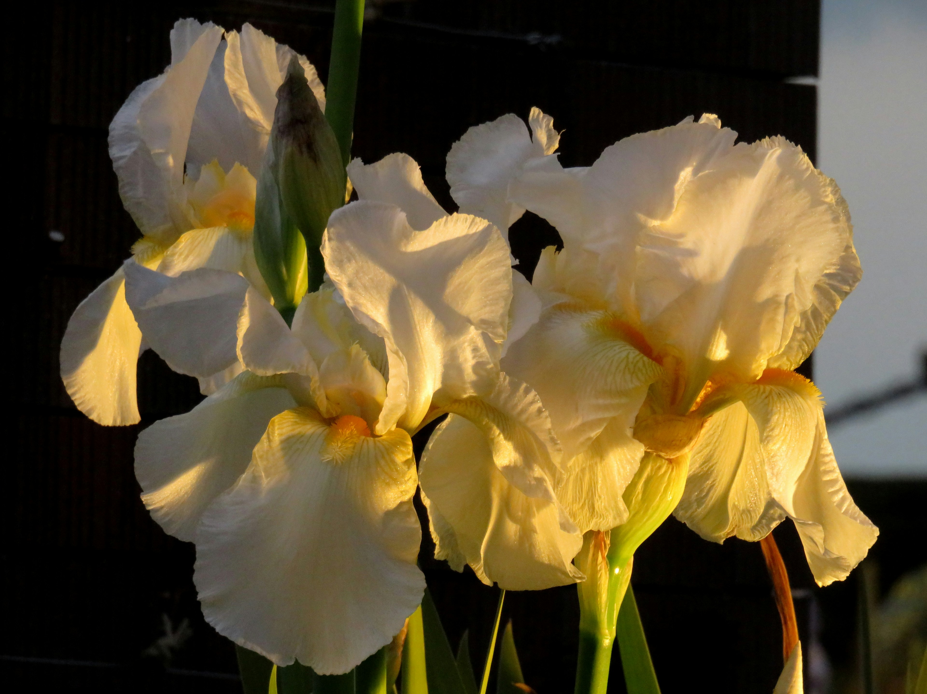 白いアイリスの花が夕日を受けて輝いている