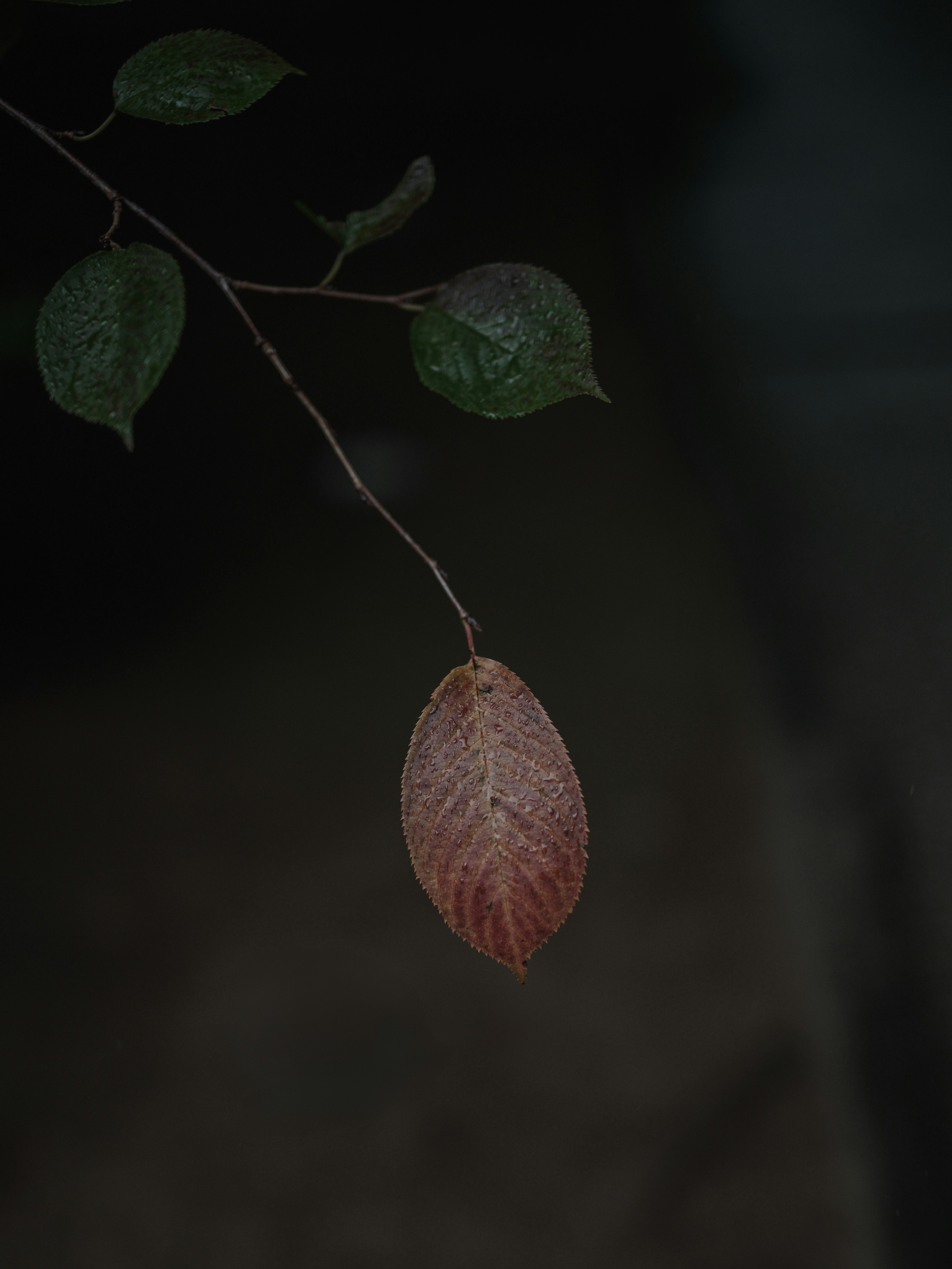 Contraste de una hoja roja y hojas verdes sobre un fondo oscuro