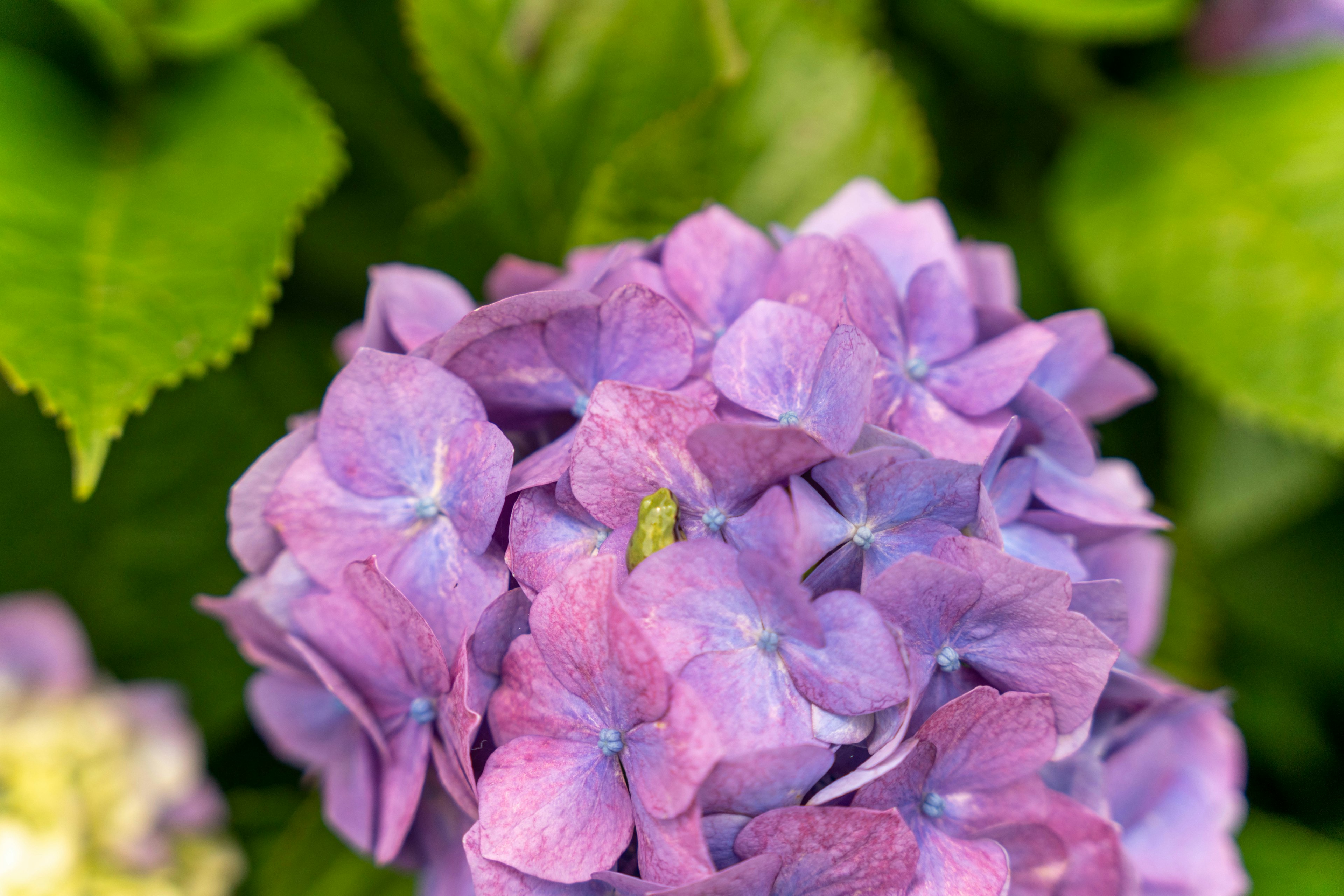 Racimo de flores de hortensia moradas rodeadas de hojas verdes