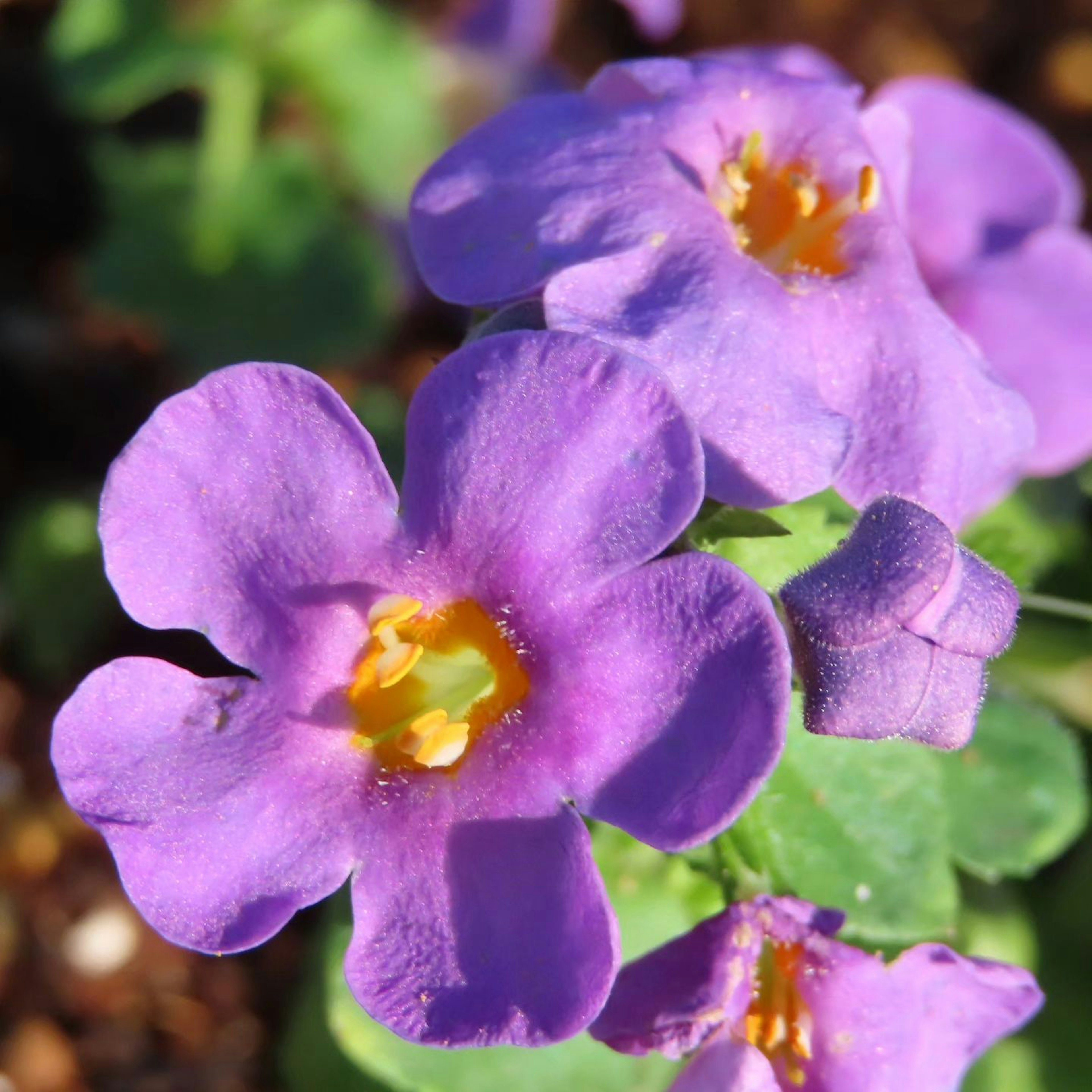 Primo piano di fiori viola vivaci con centri gialli