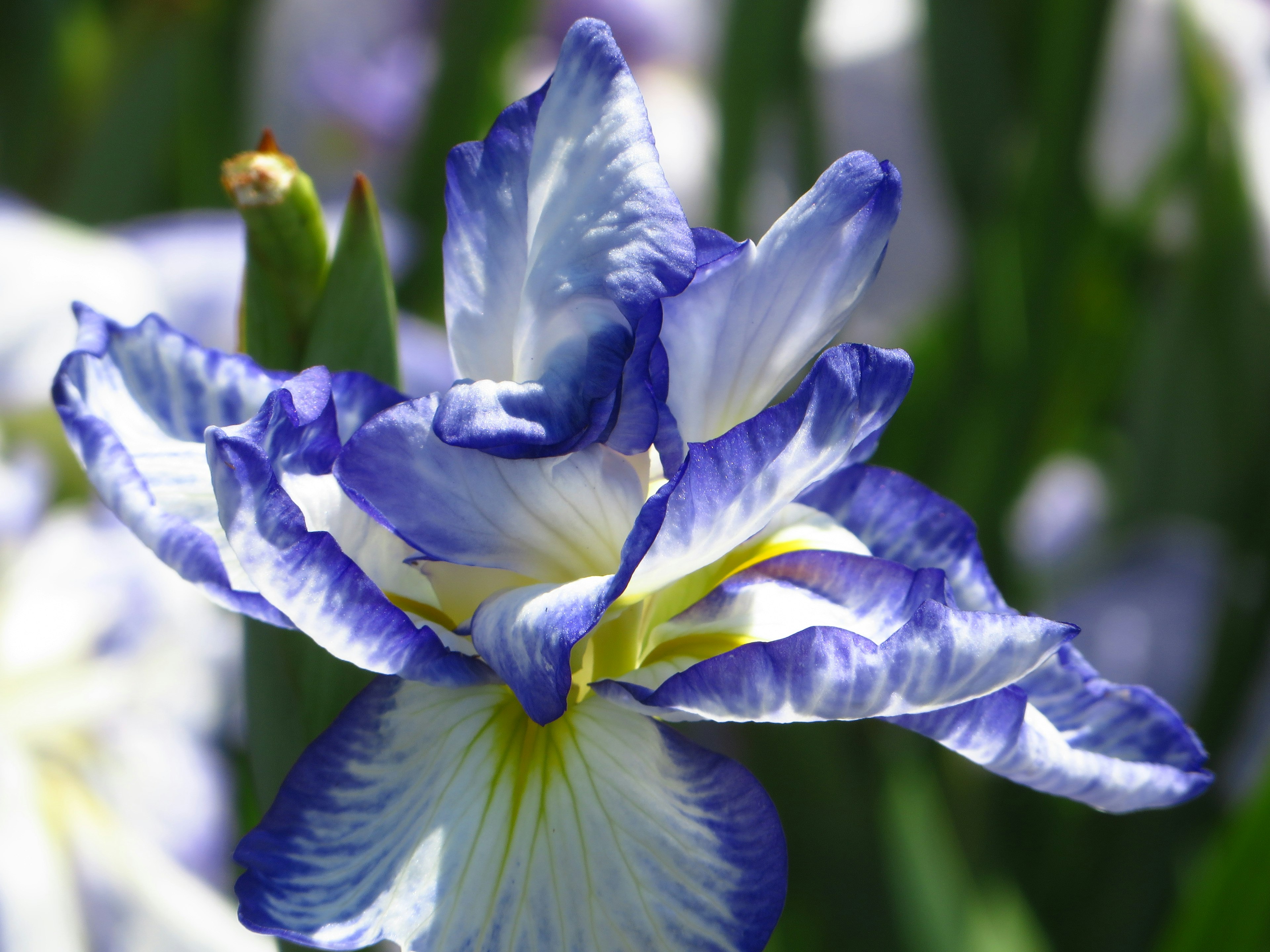 Primer plano de una flor de iris con pétalos azules y blancos