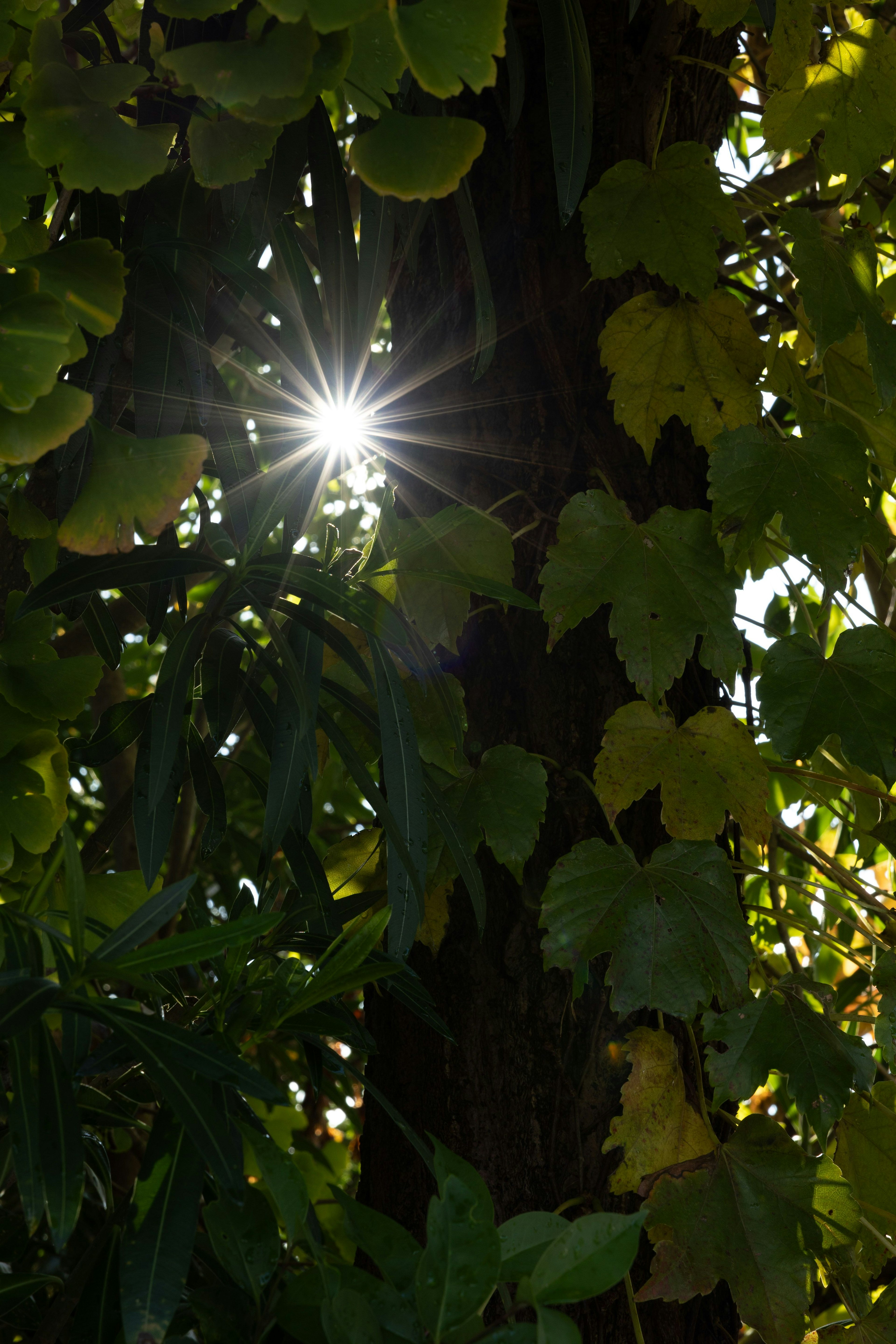 Sunlight filtering through green leaves on a tree