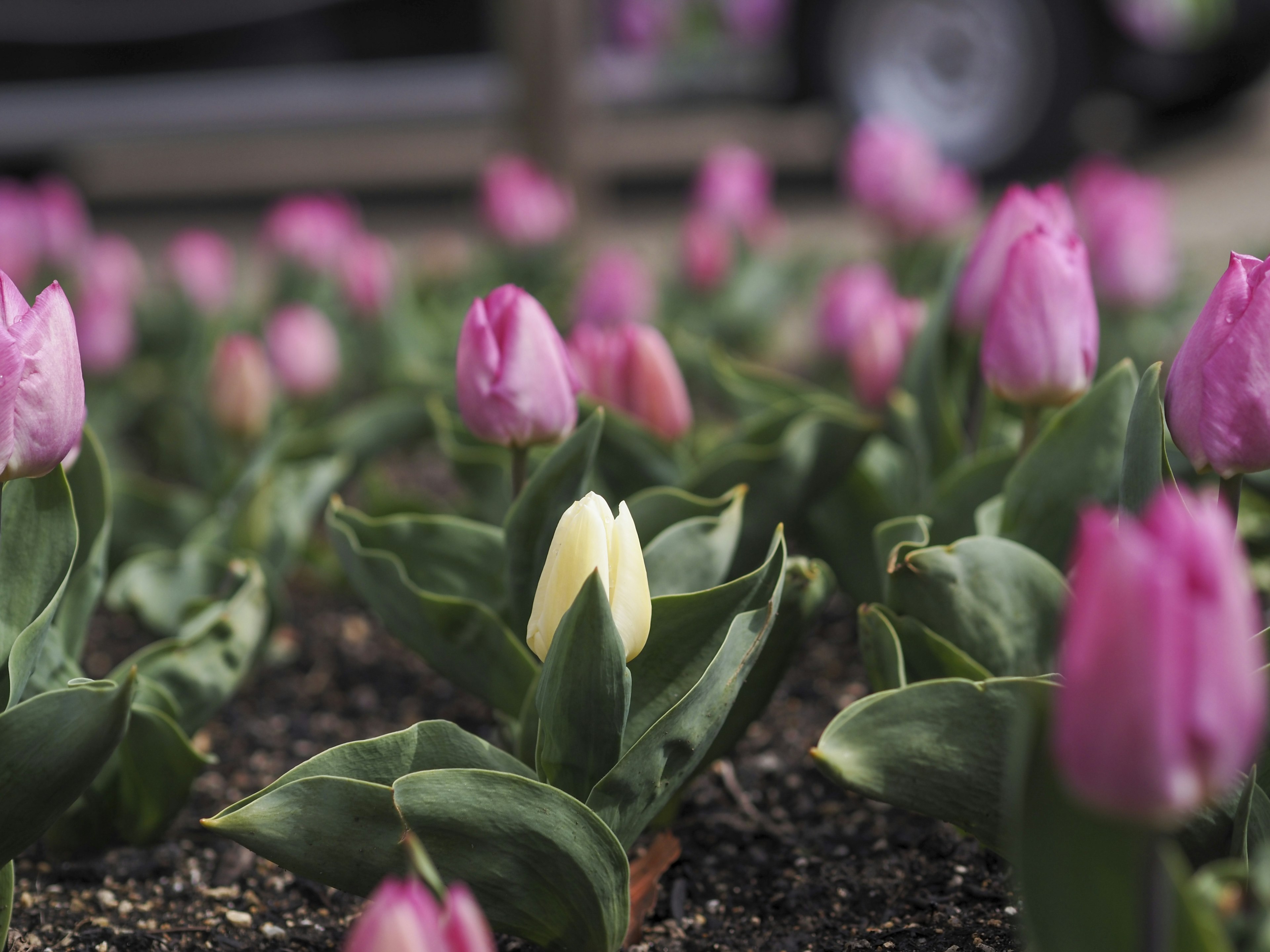 Un jardin de tulipes colorées avec une tulipe blanche proéminente parmi des tulipes roses