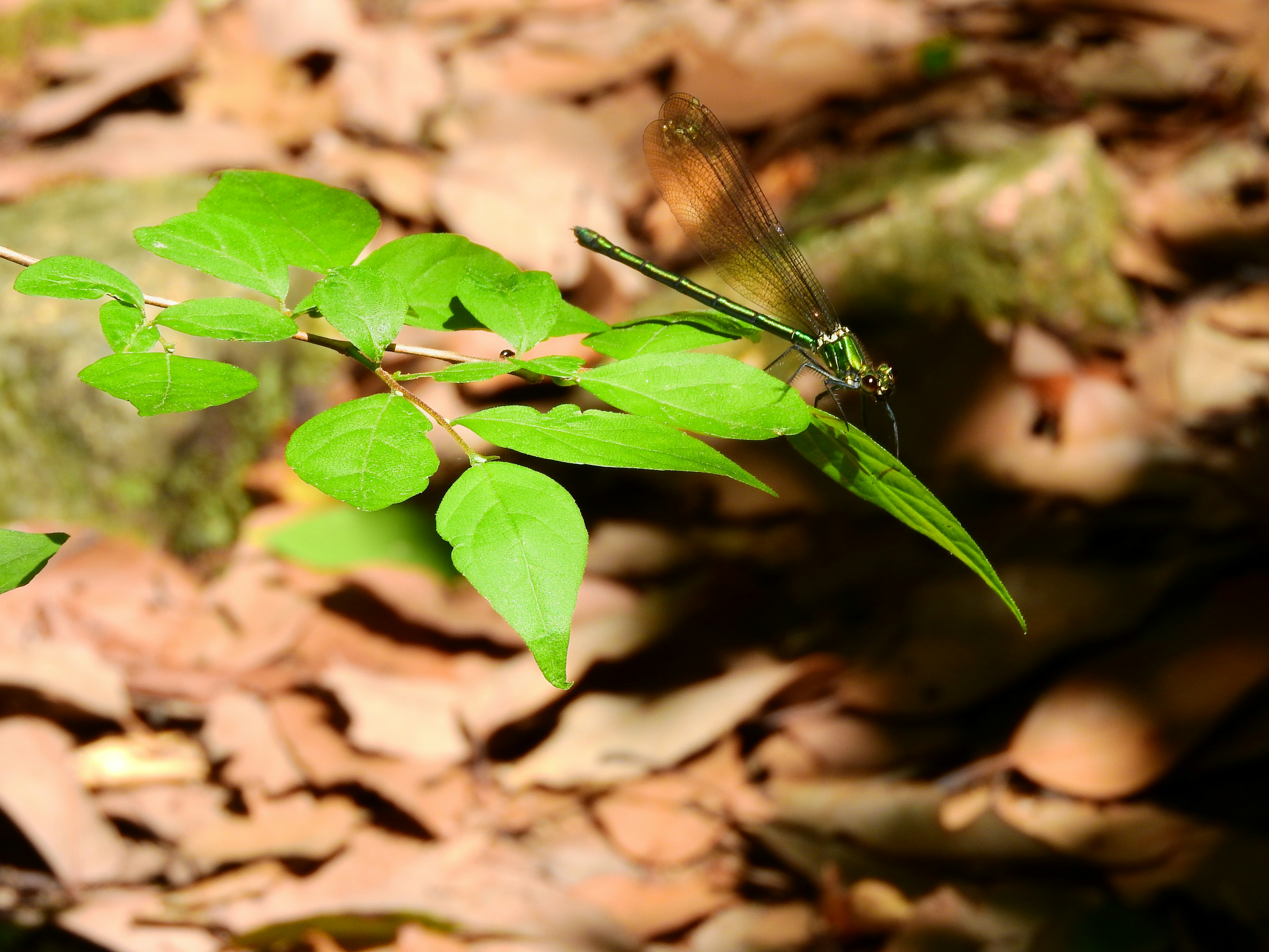 Una libélula posada sobre hojas verdes rodeadas de hojas caídas en un entorno natural