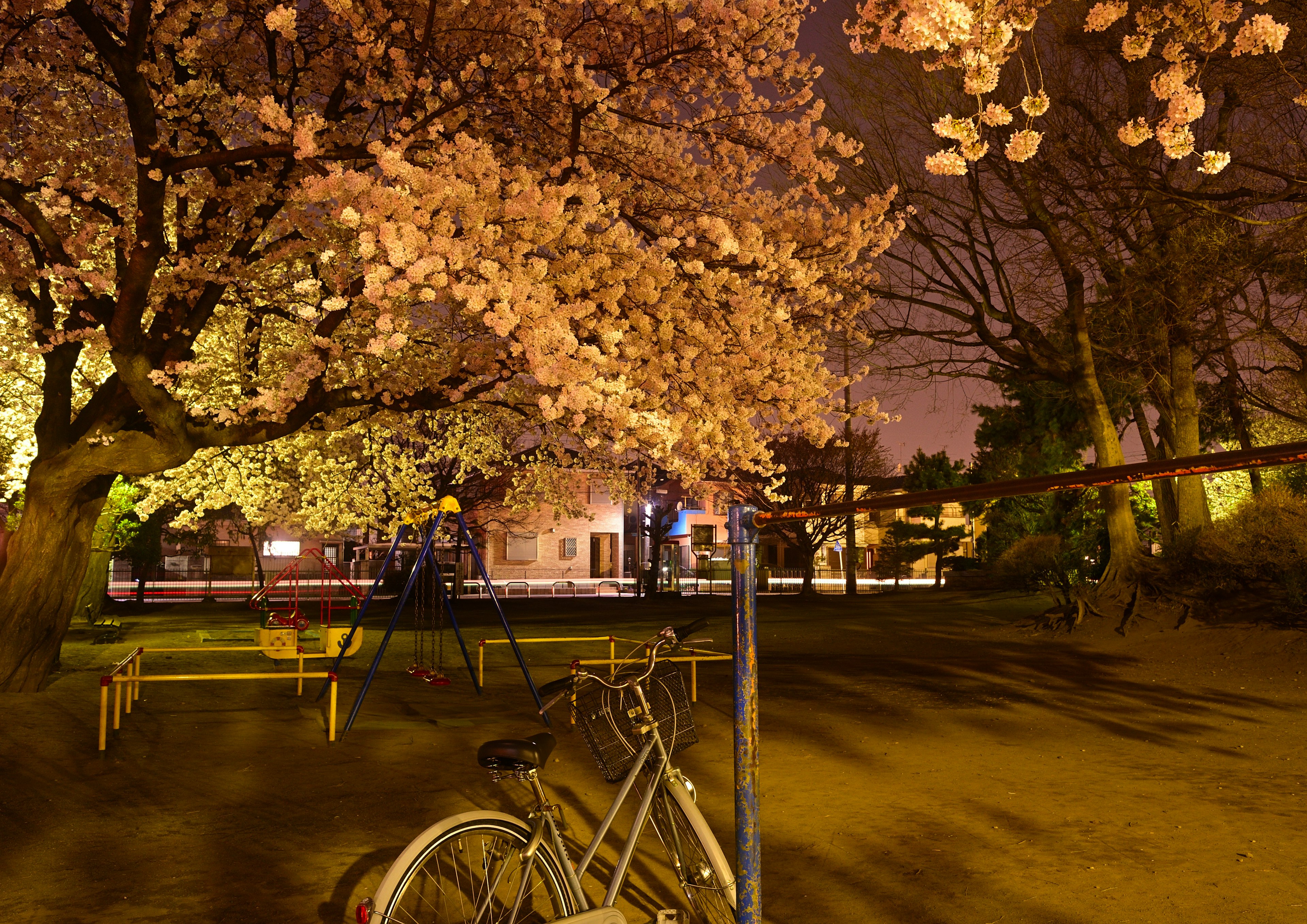 Bicicleta estacionada bajo cerezos en flor en un parque de noche