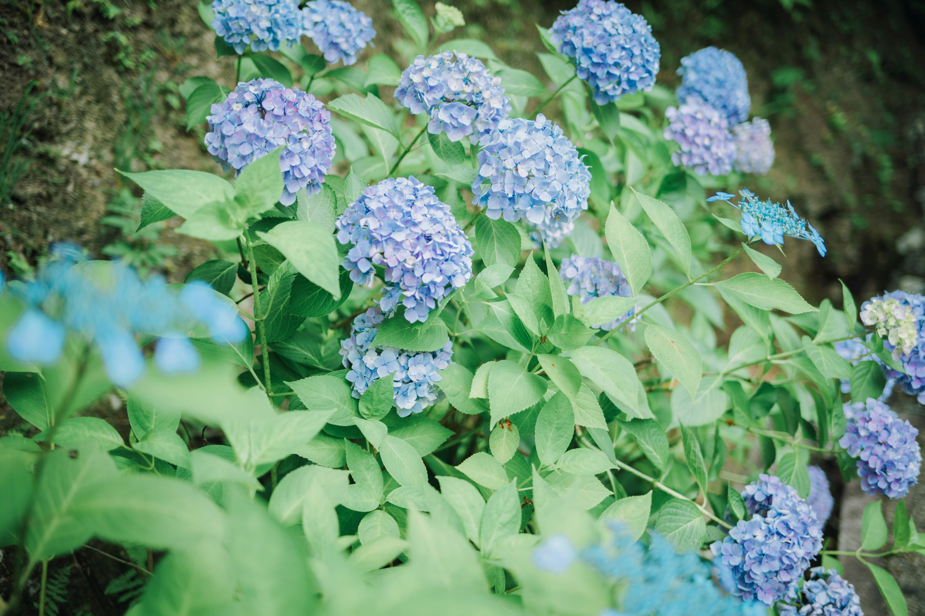 Massa di fiori di ortensia blu circondati da foglie verdi