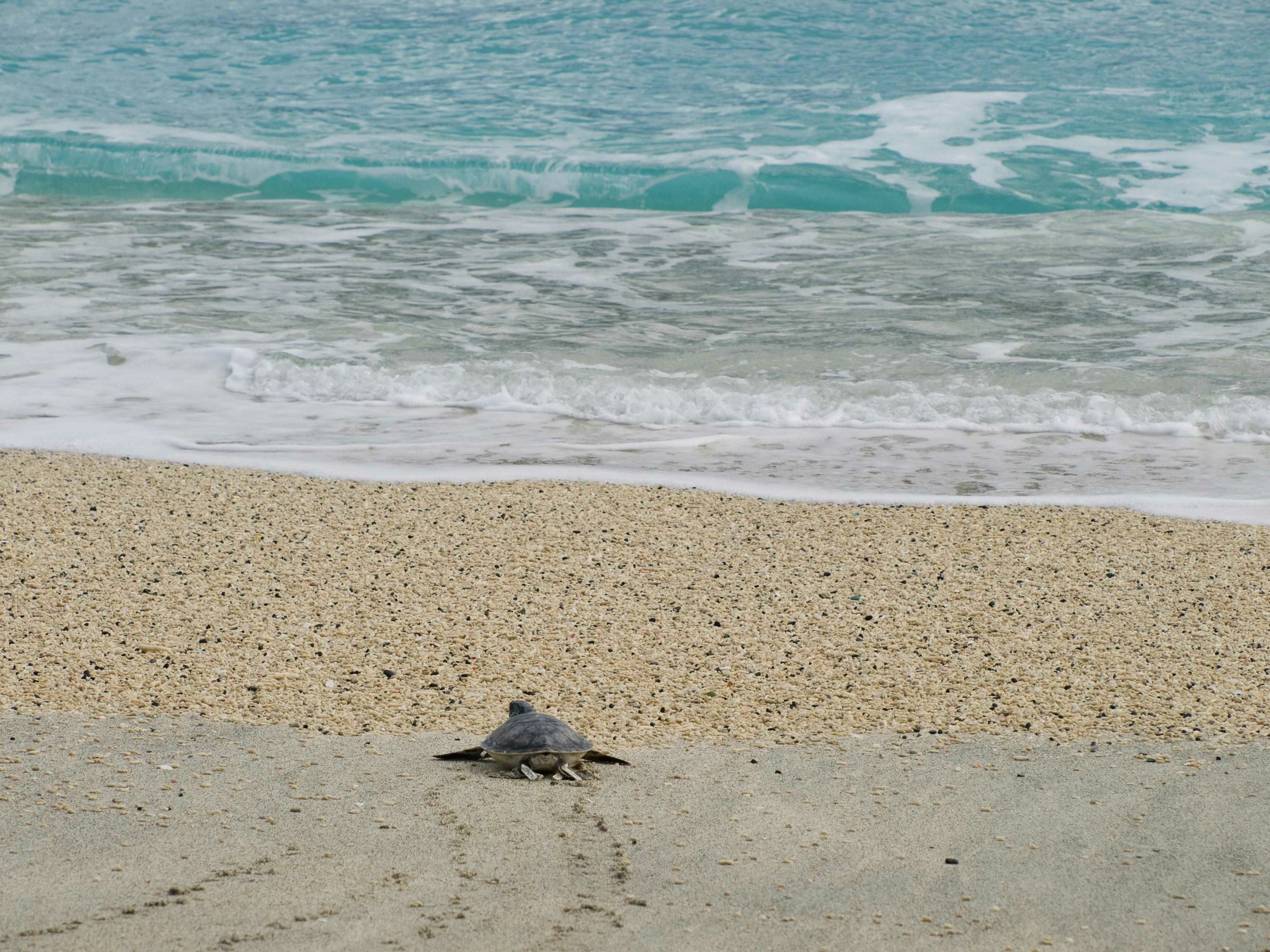 A turtle on the beach with rolling waves in the background