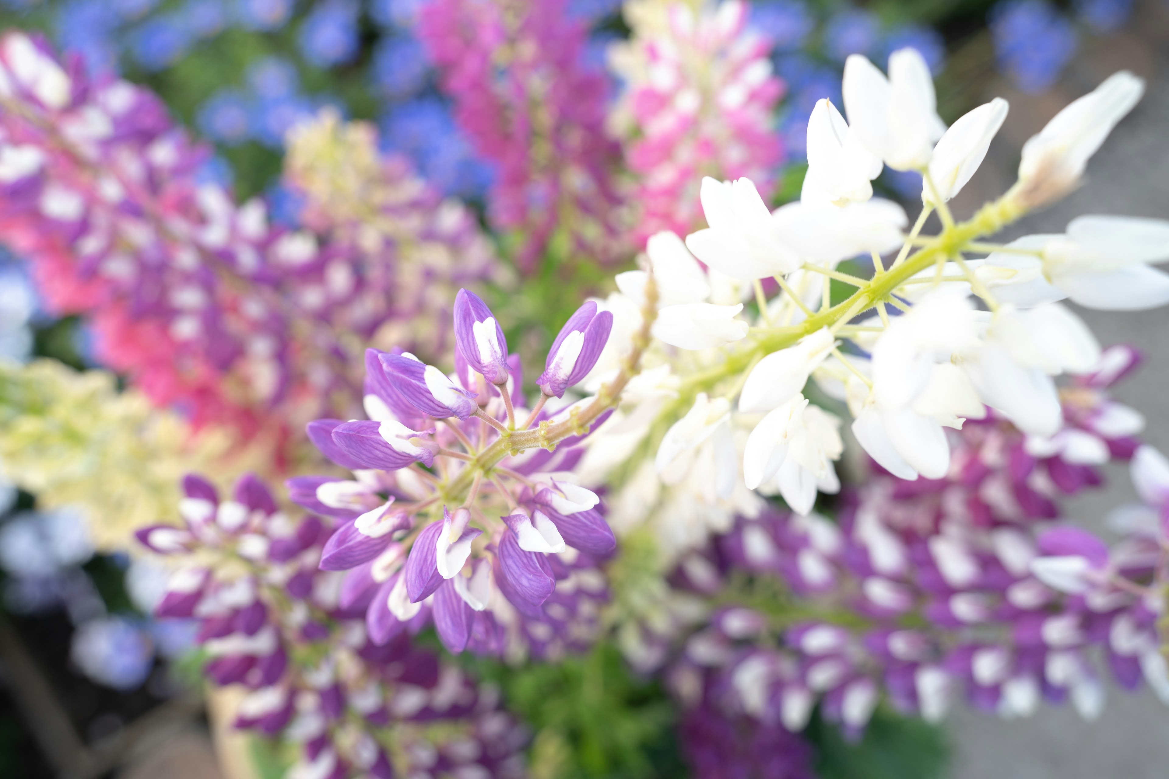 Bunter Strauß aus Lupinen mit weißen und lila Blüten