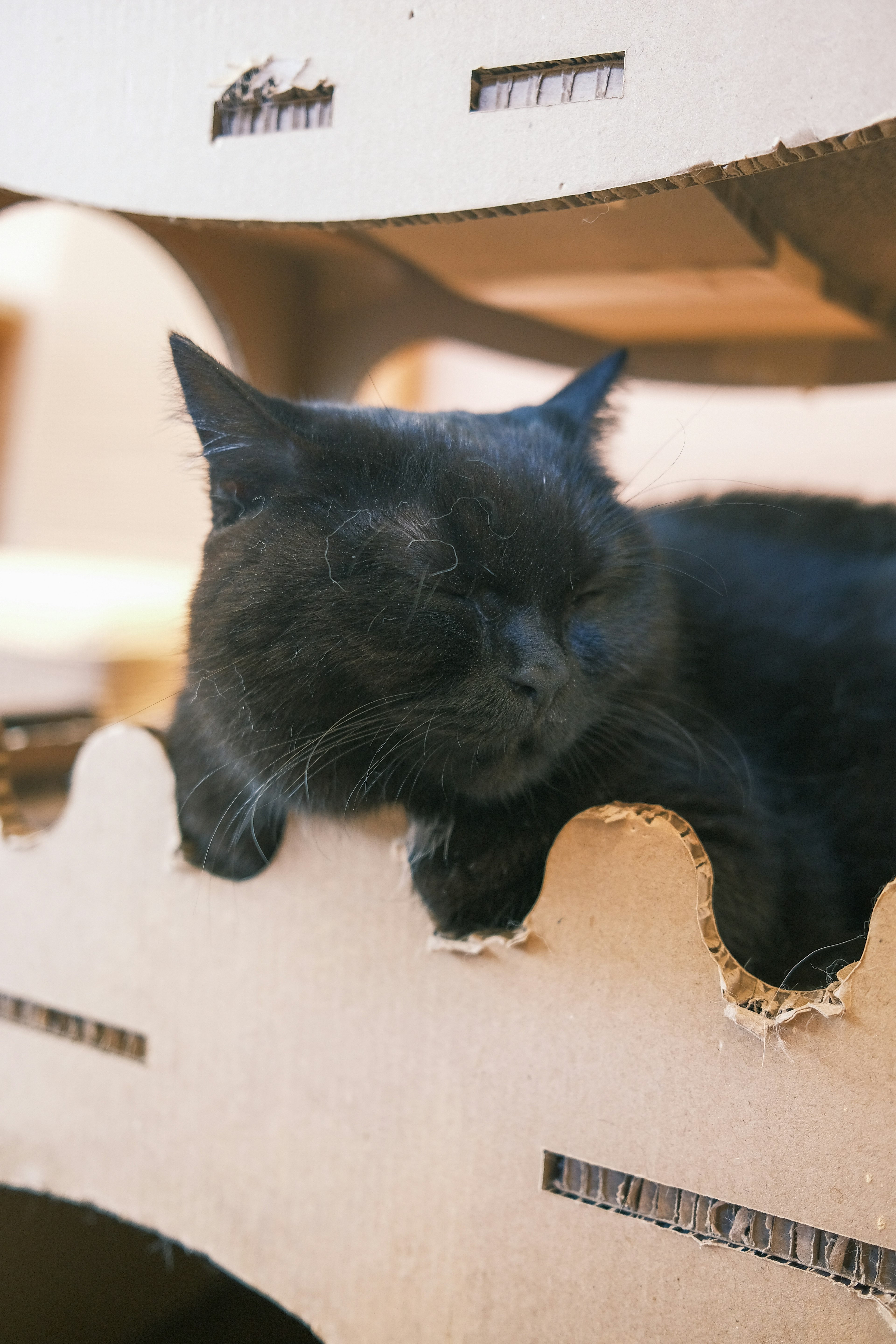 A black cat sleeping on a cardboard structure