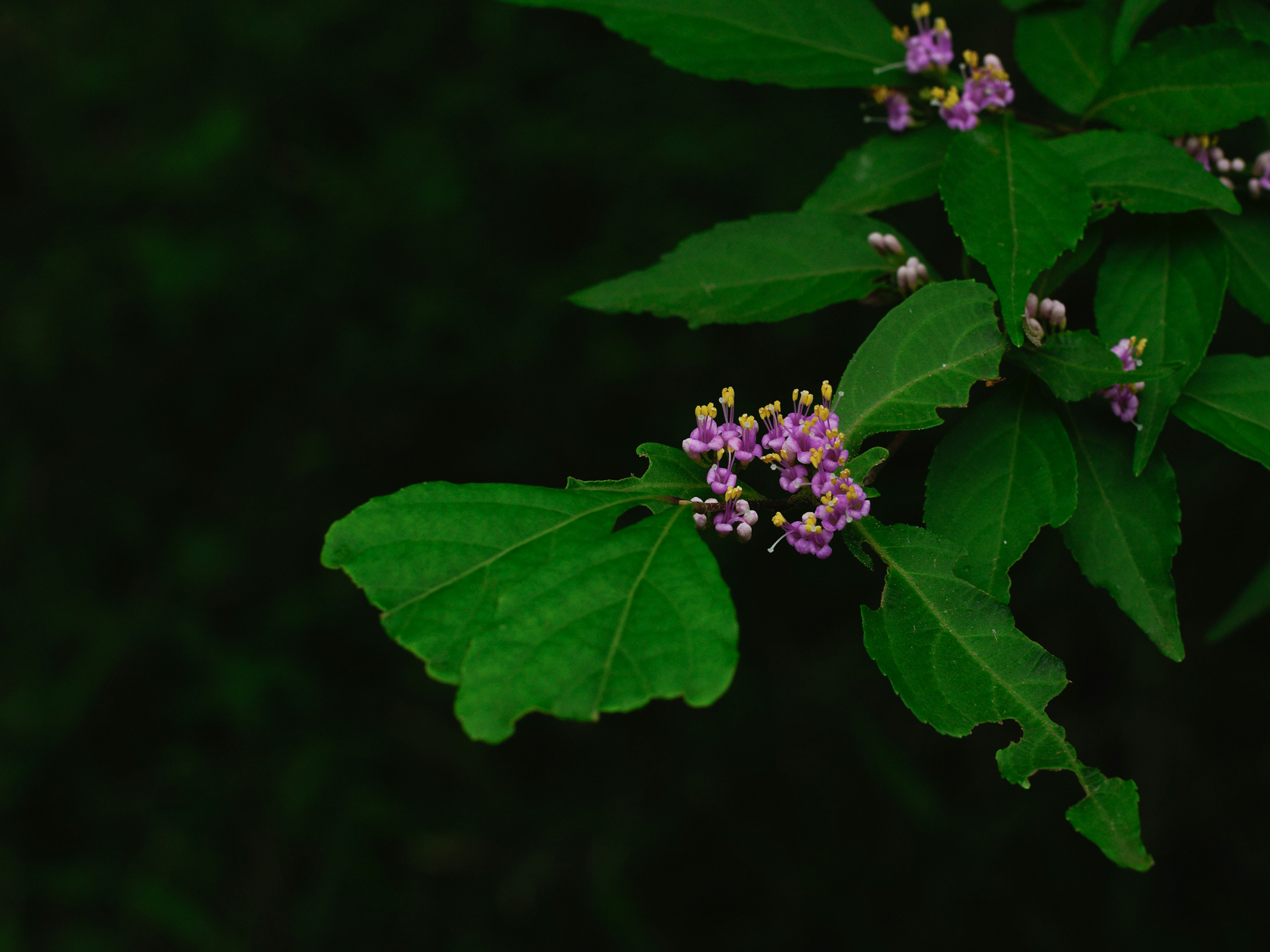 Parte de una planta con flores moradas y hojas verdes