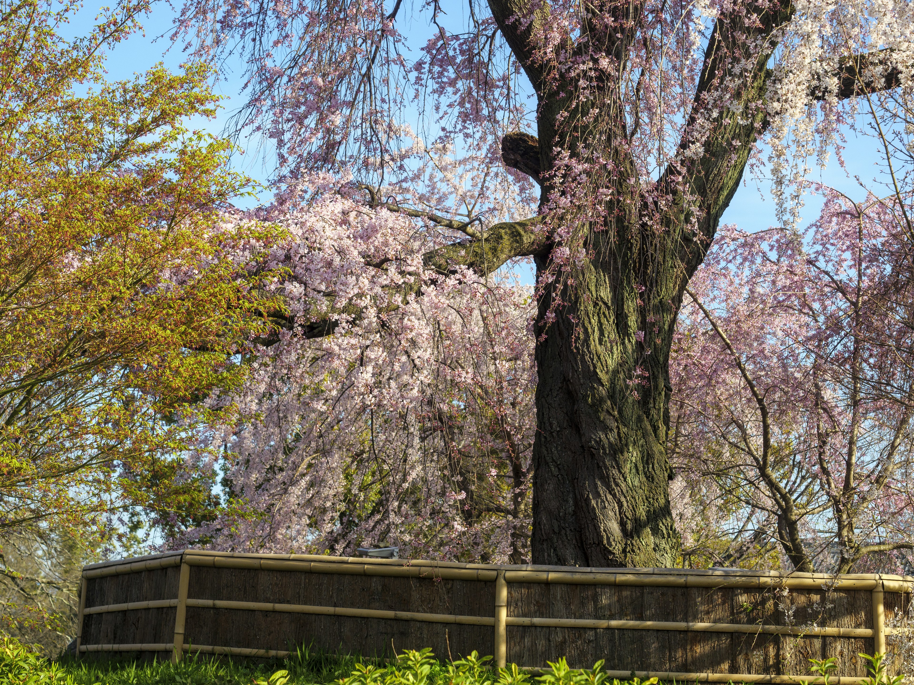 Sebuah pohon sakura yang indah dikelilingi pagar kayu dengan bunga pink yang halus