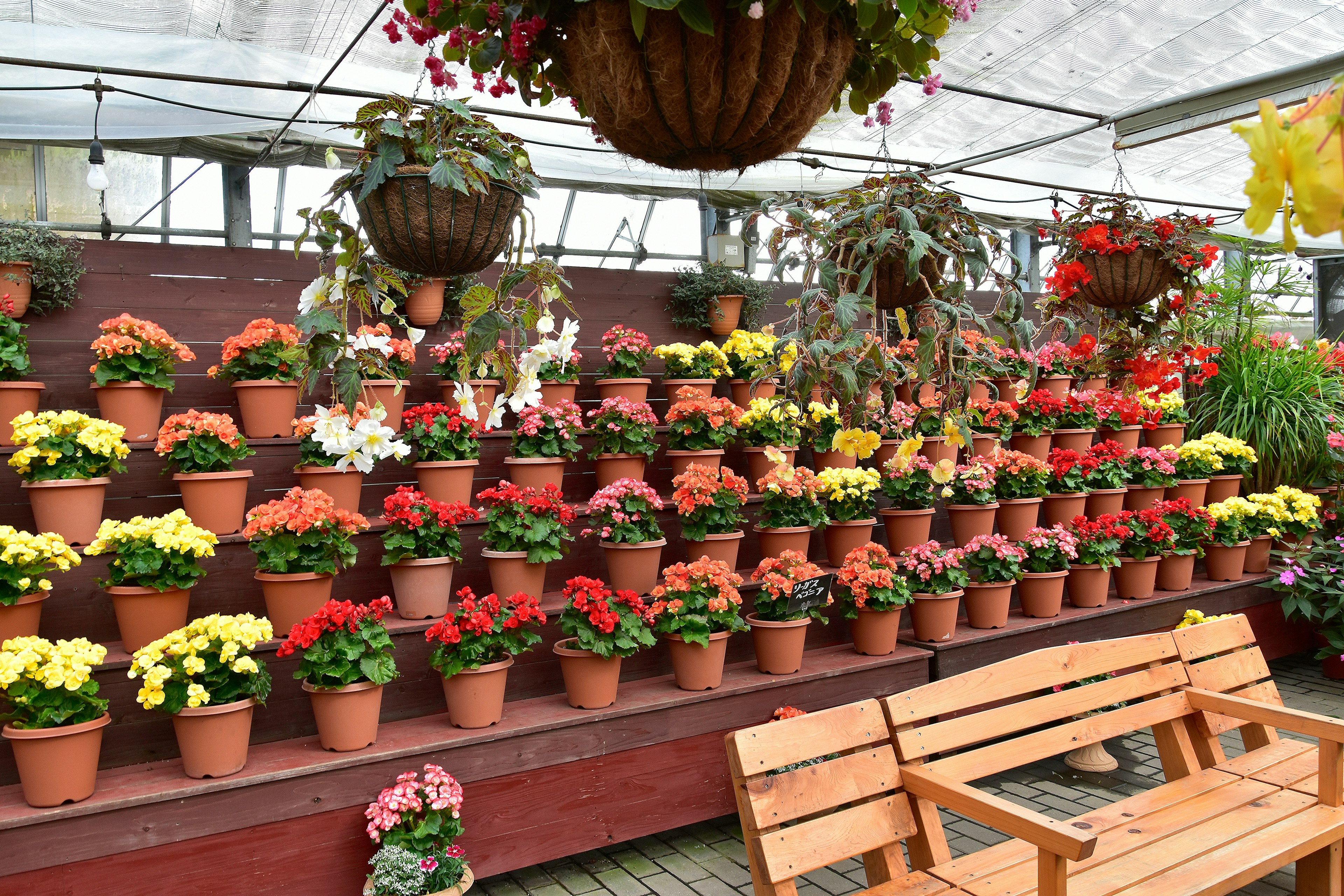 A greenhouse interior with colorful flower pots arranged on a wooden shelf