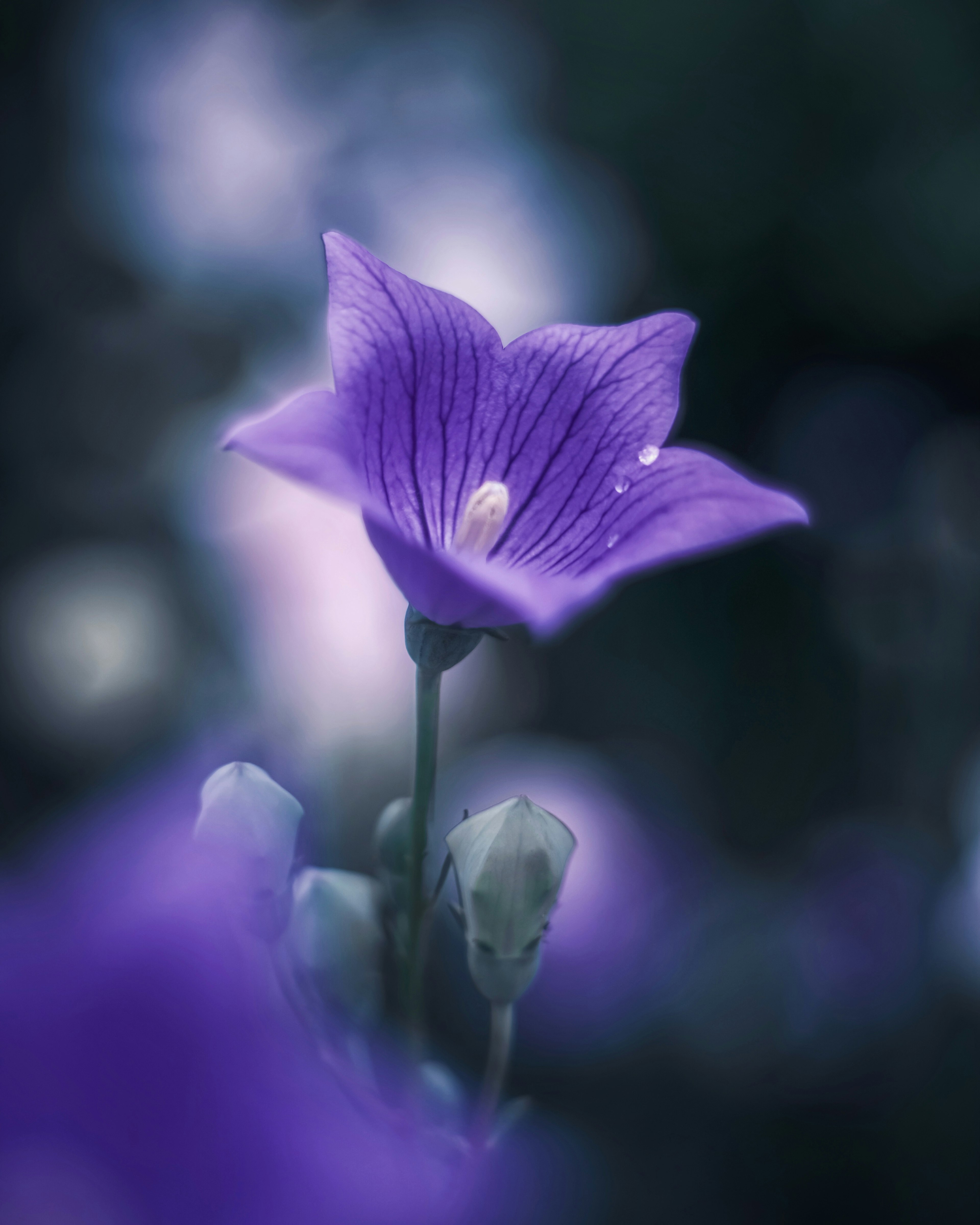 Una flor púrpura floreciendo suavemente contra un fondo borroso