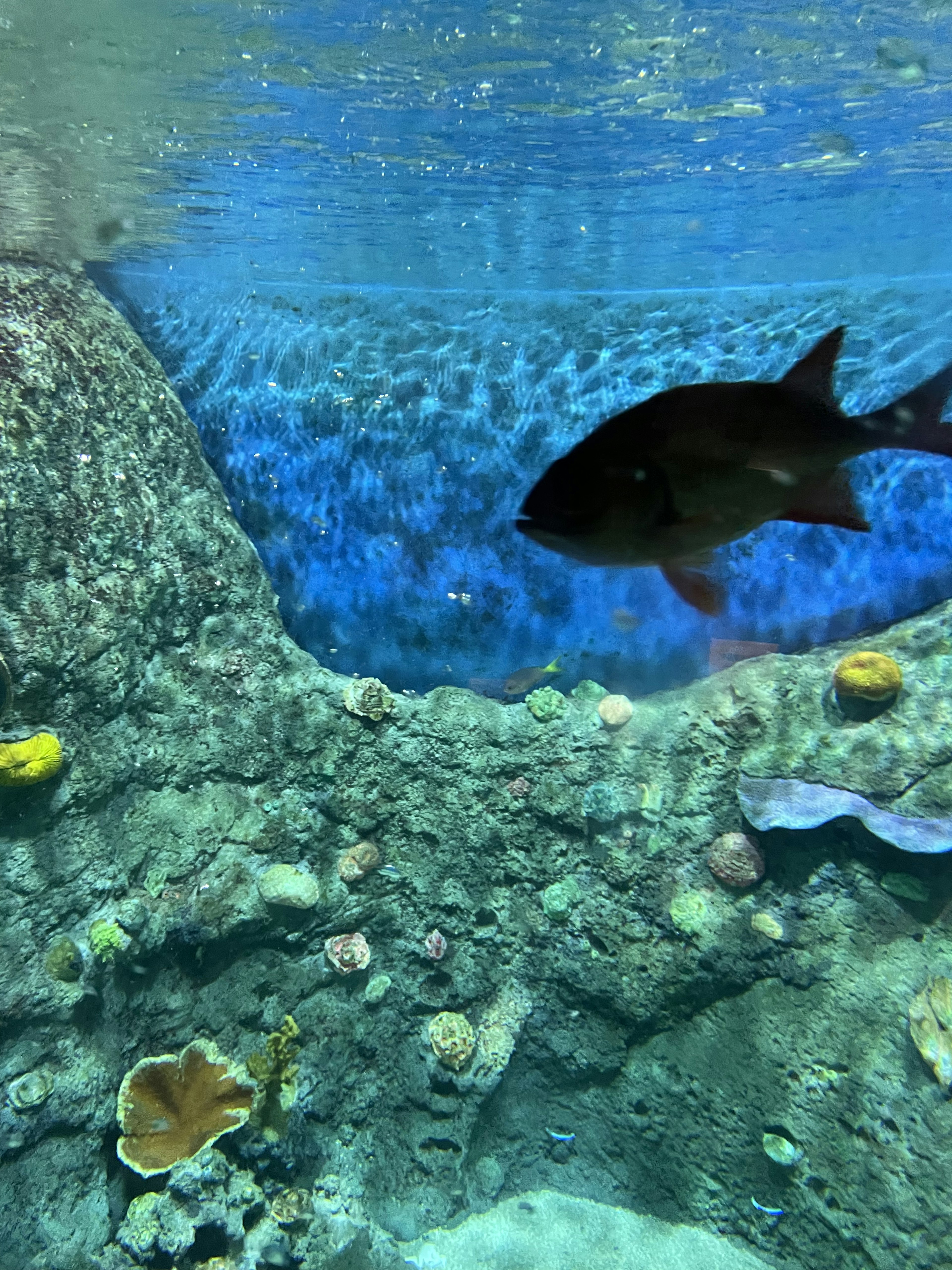 A fish swimming in blue water with colorful coral reefs