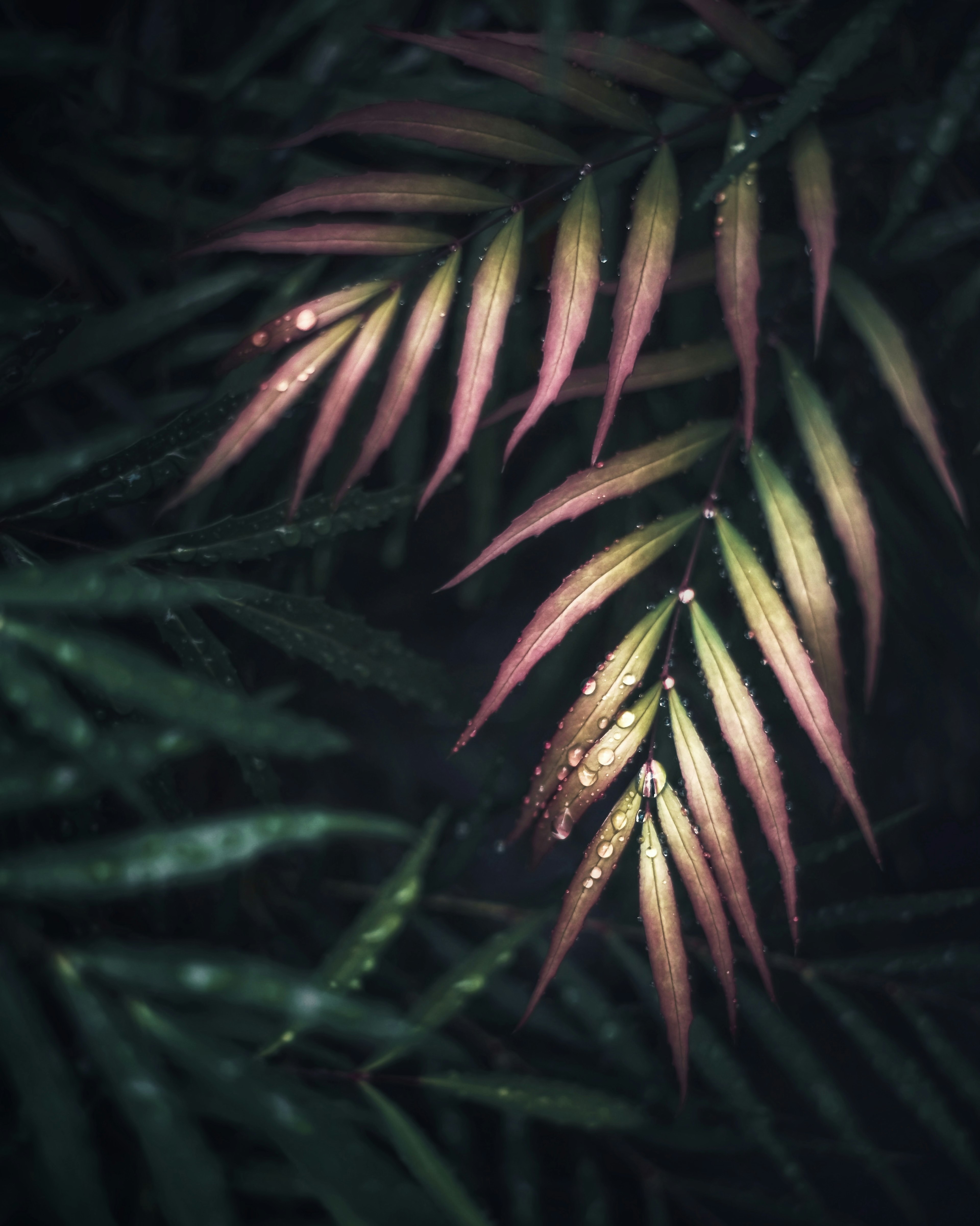 Close-up of pink and green leaves surrounded by dark green foliage