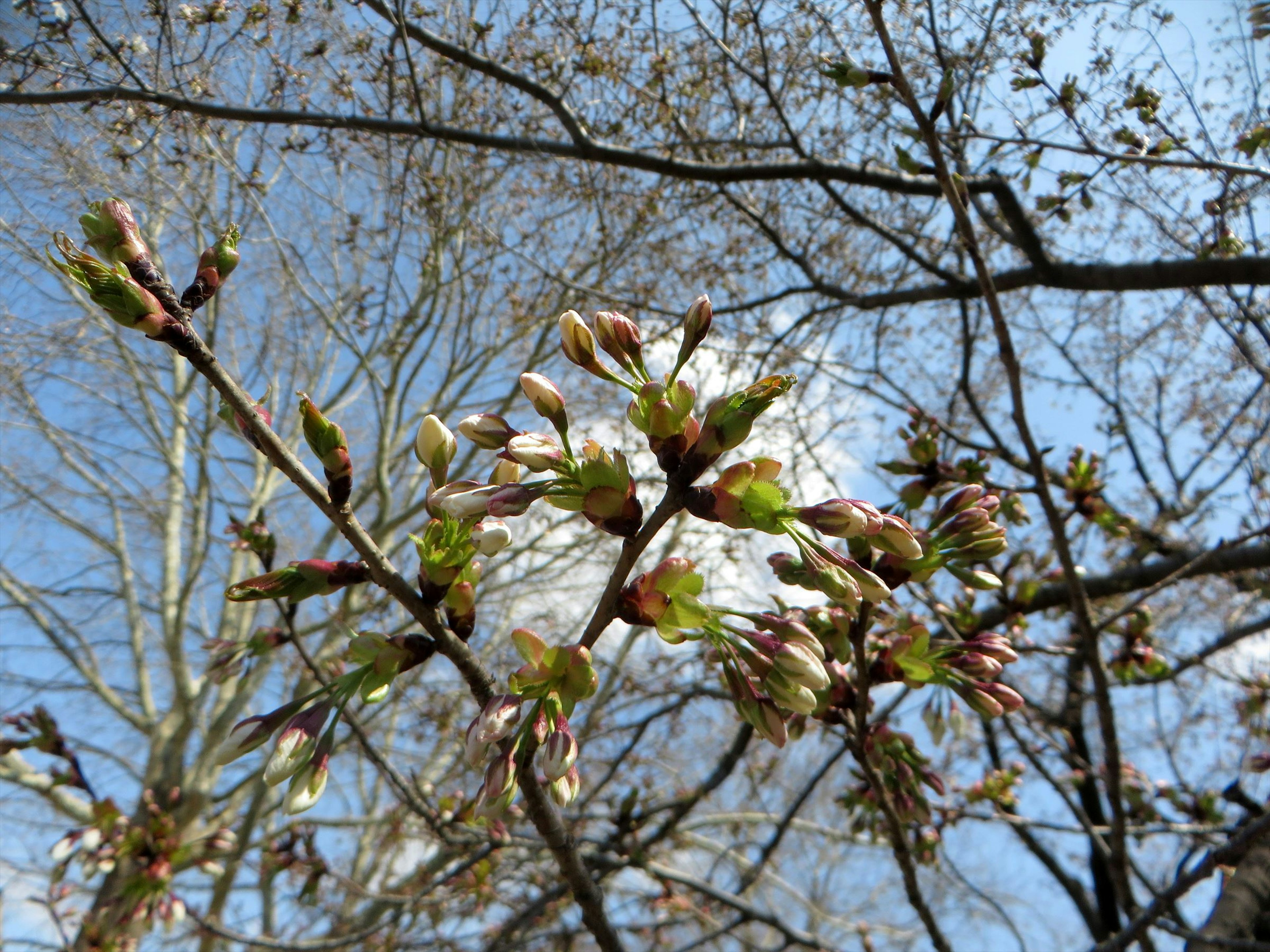 Buds de cerezo contra un cielo azul