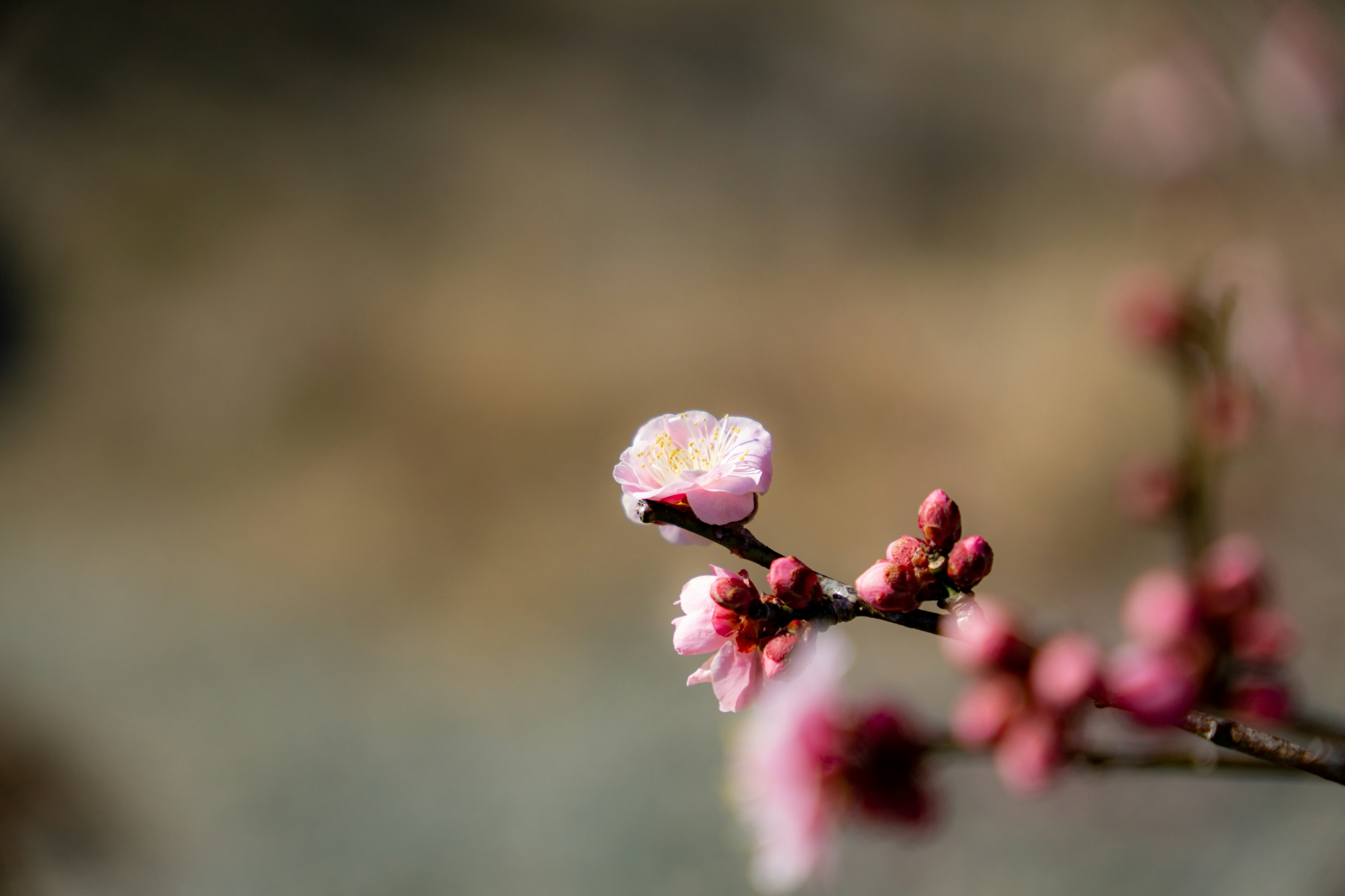 粉紅色花朵和花蕾的枝條特寫