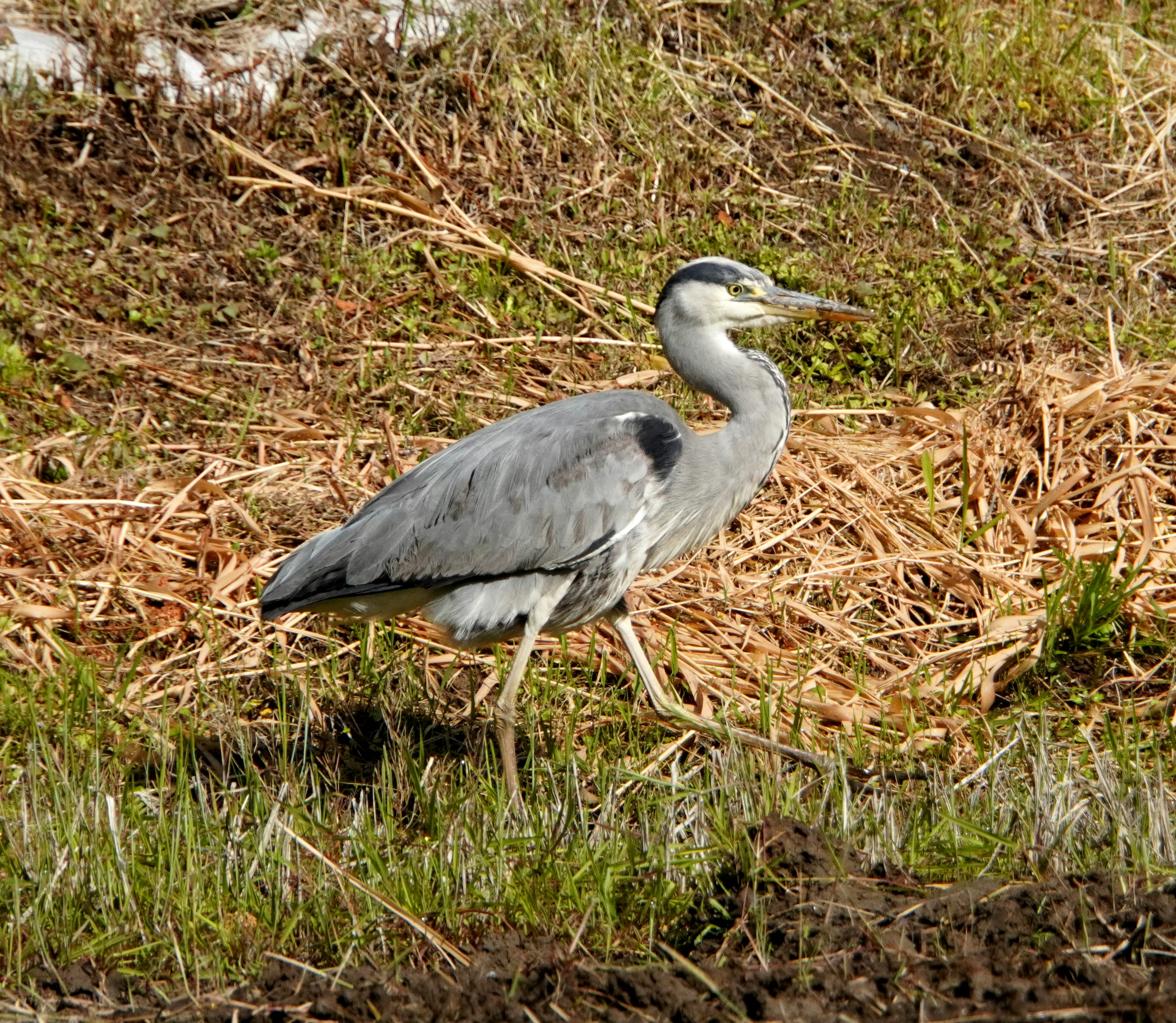 Una garza caminando por un terreno herboso