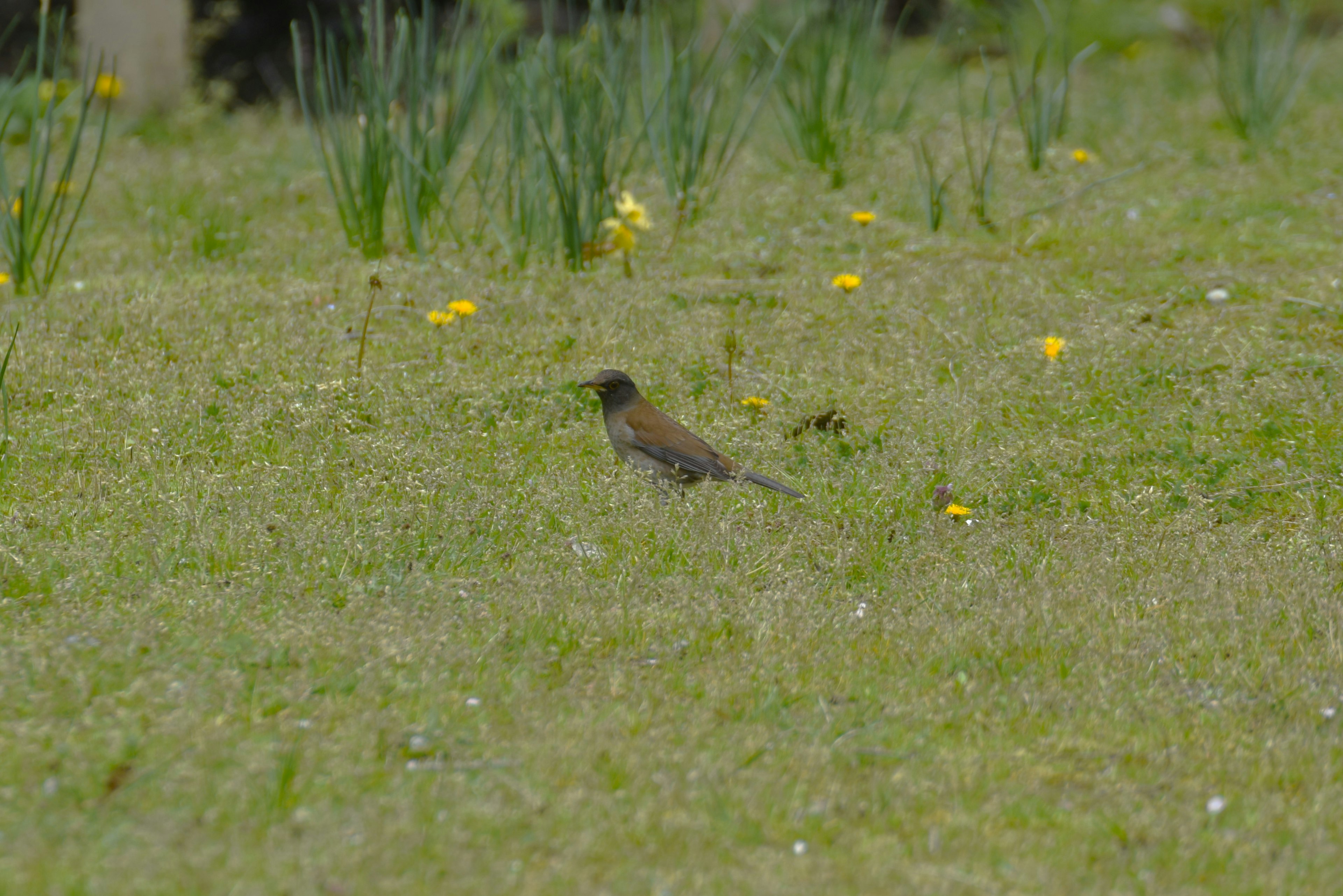 Un petit oiseau dans un champ herbeux avec des fleurs jaunes