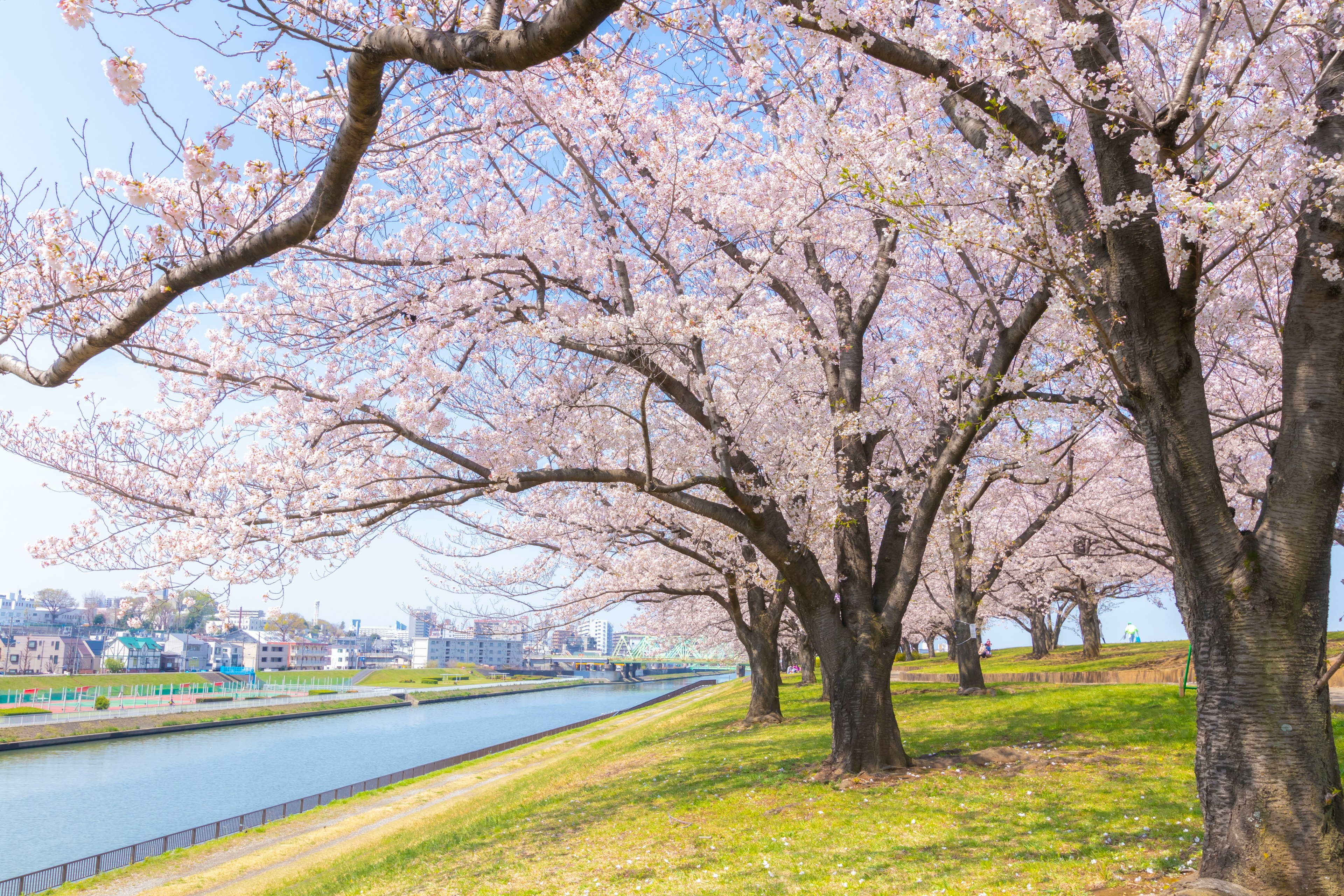 桜の木が並ぶ川沿いの風景