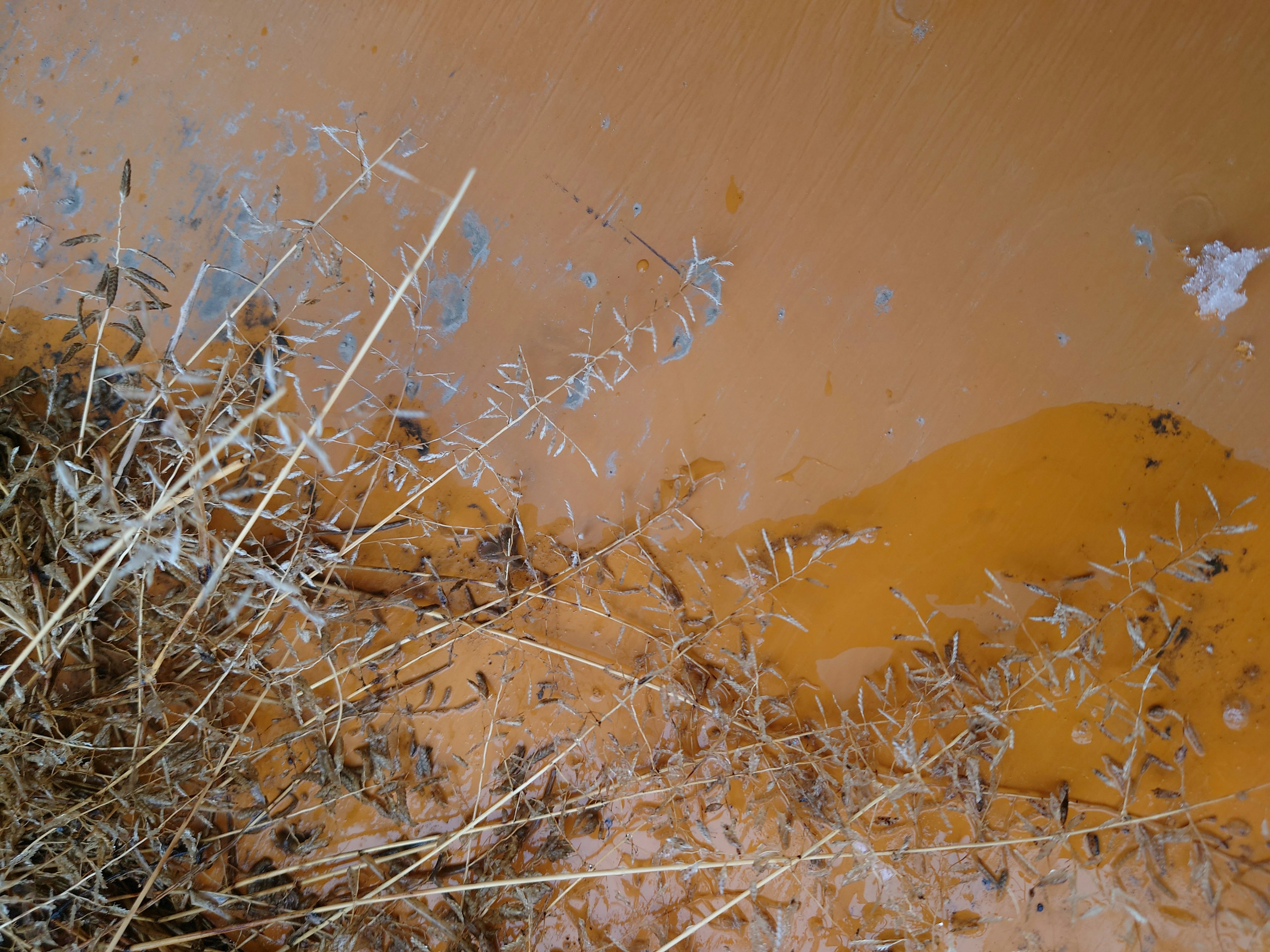 Image featuring dried grass against an orange background