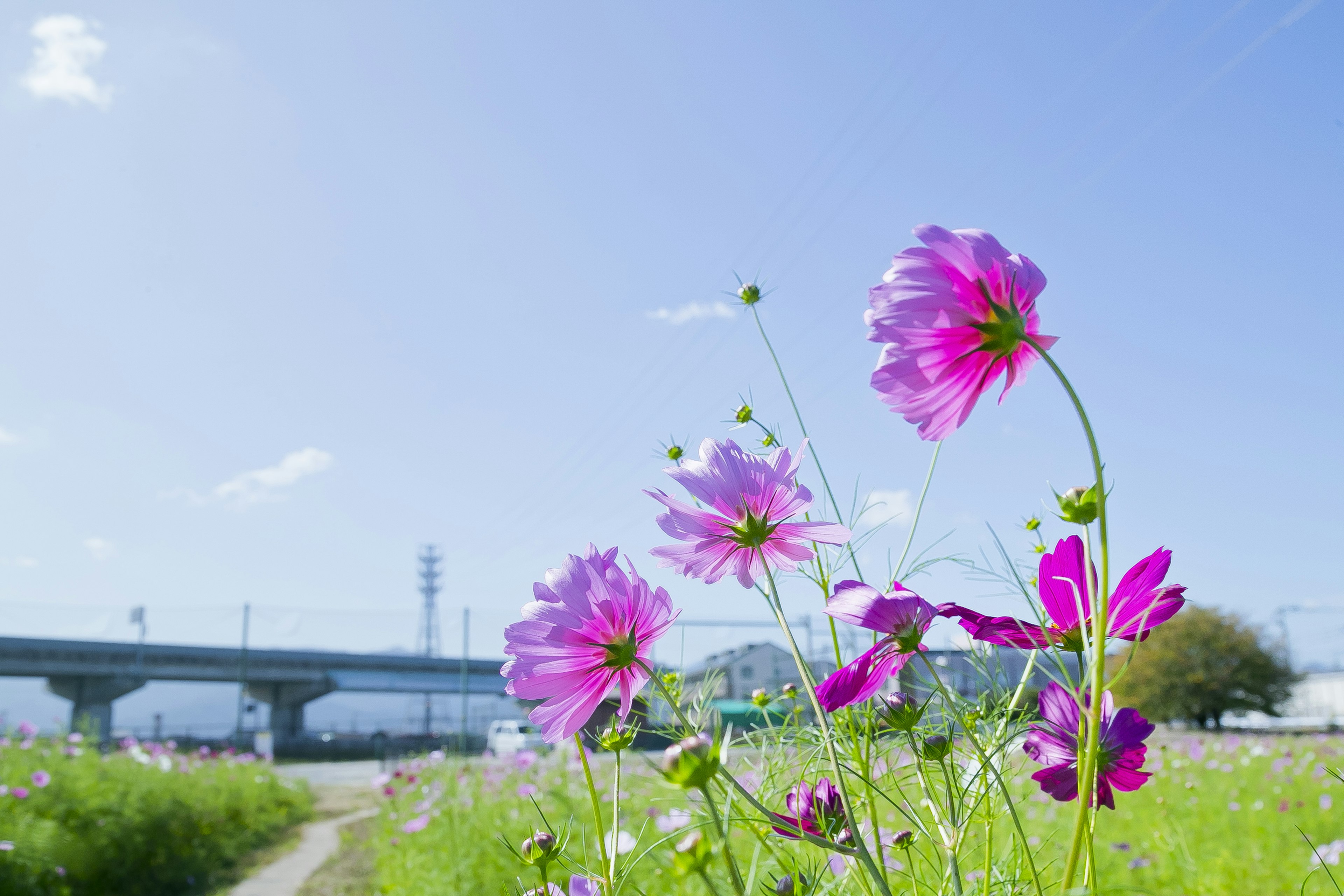 ดอกโคซโมสสีชมพูบานใต้ท้องฟ้าสีฟ้ากับพื้นหลังแม่น้ำ