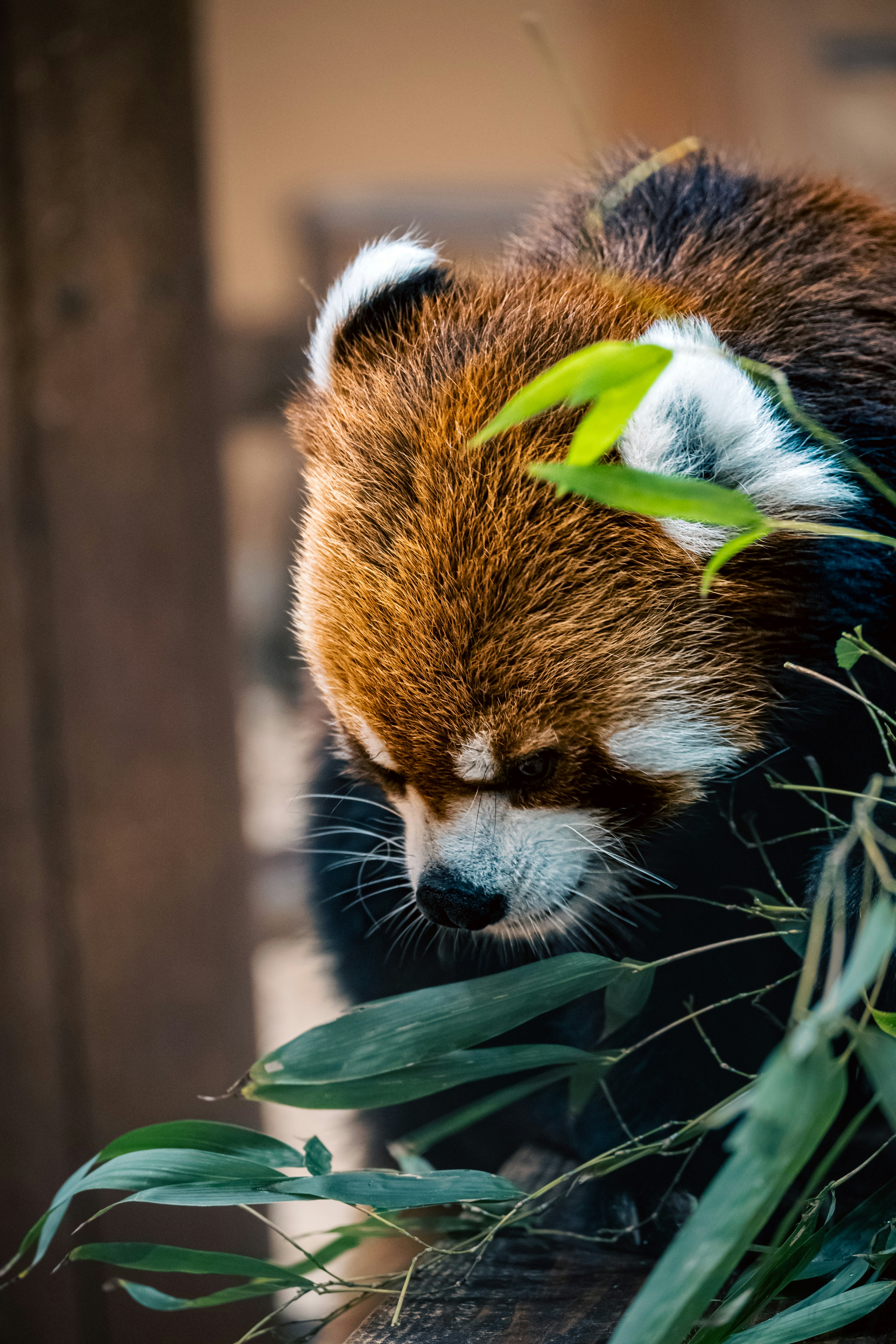 Panda merah yang mengamati di antara daun hijau