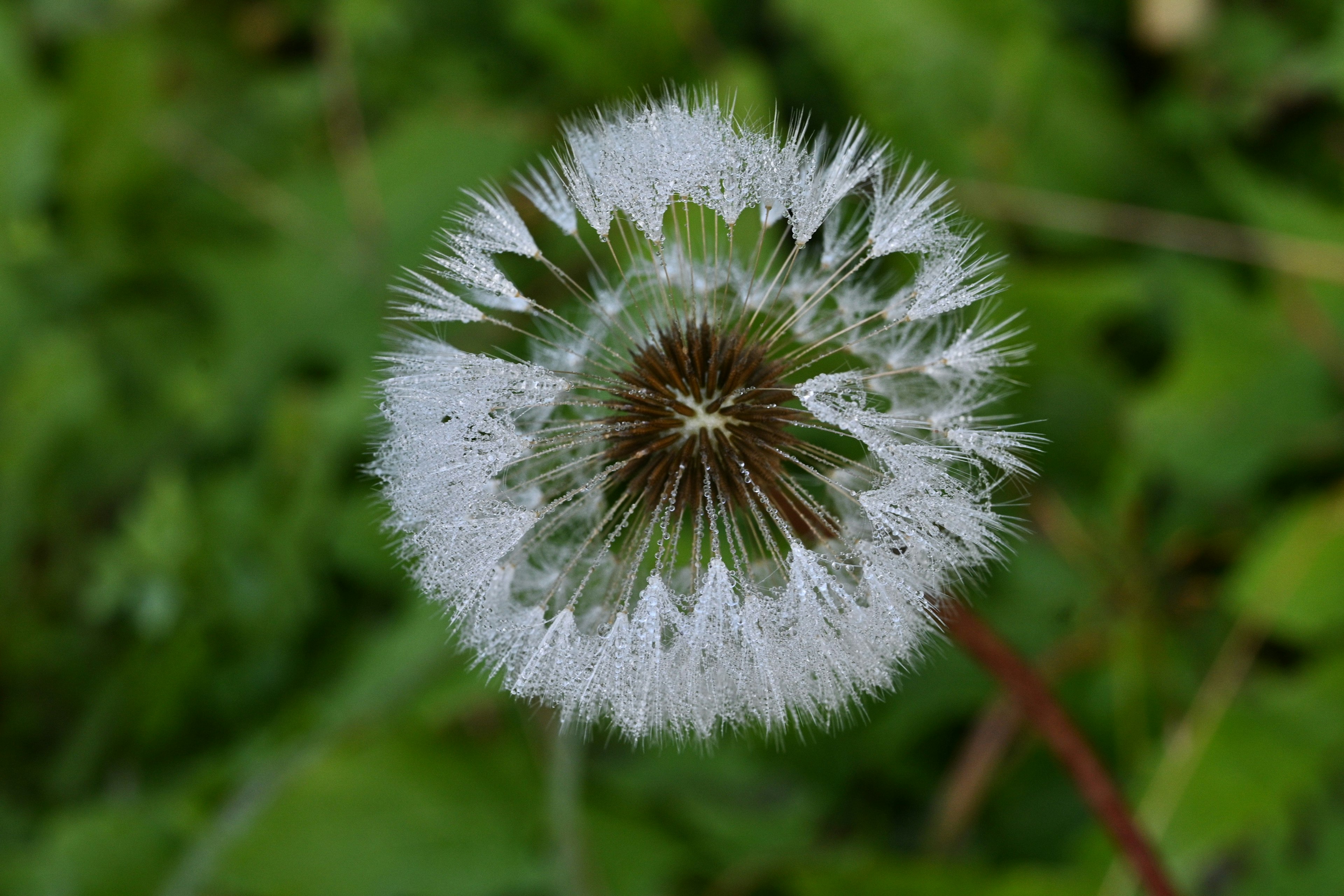 White dandelion seed ball against a green background