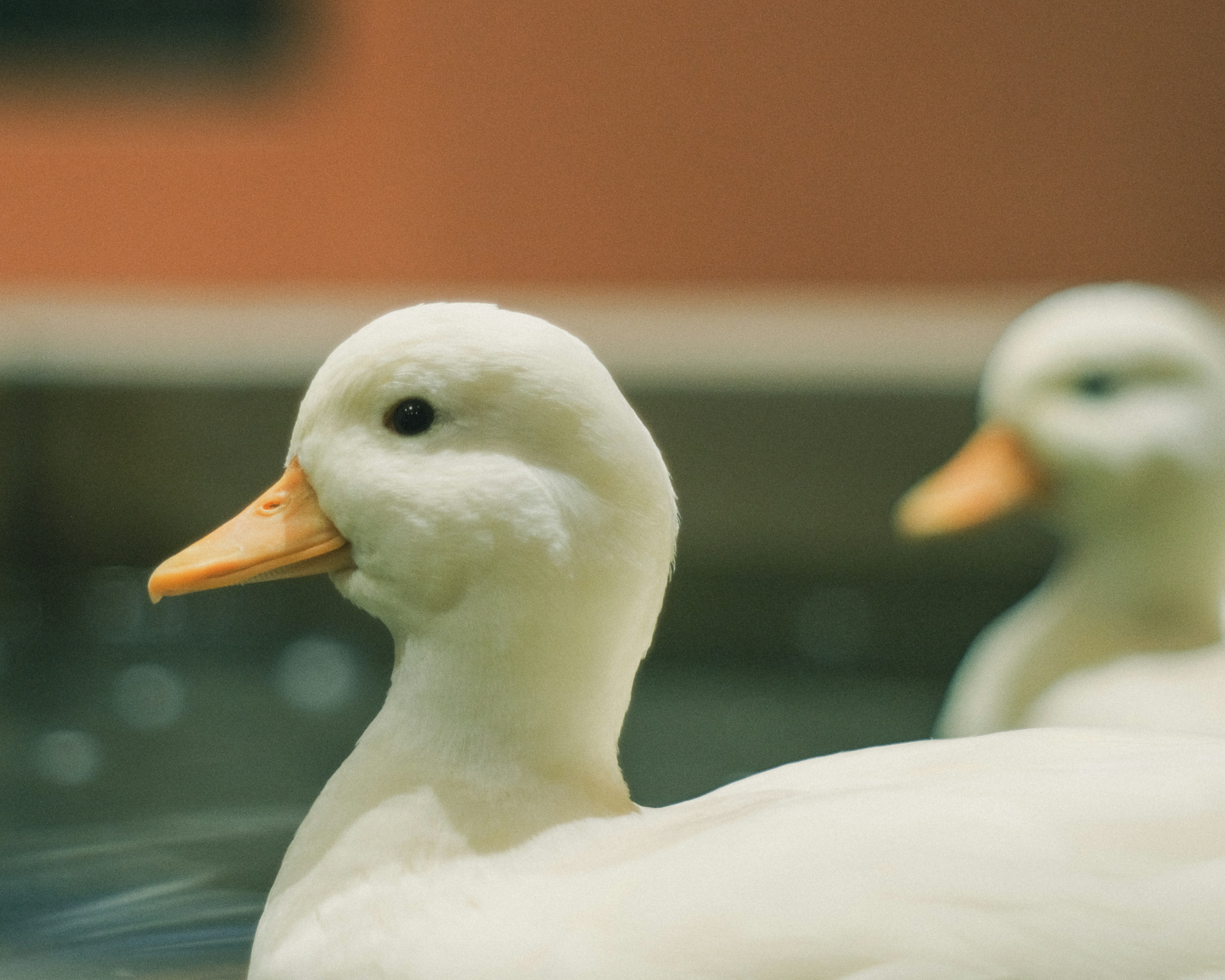 Patos blancos nadando en agua tranquila