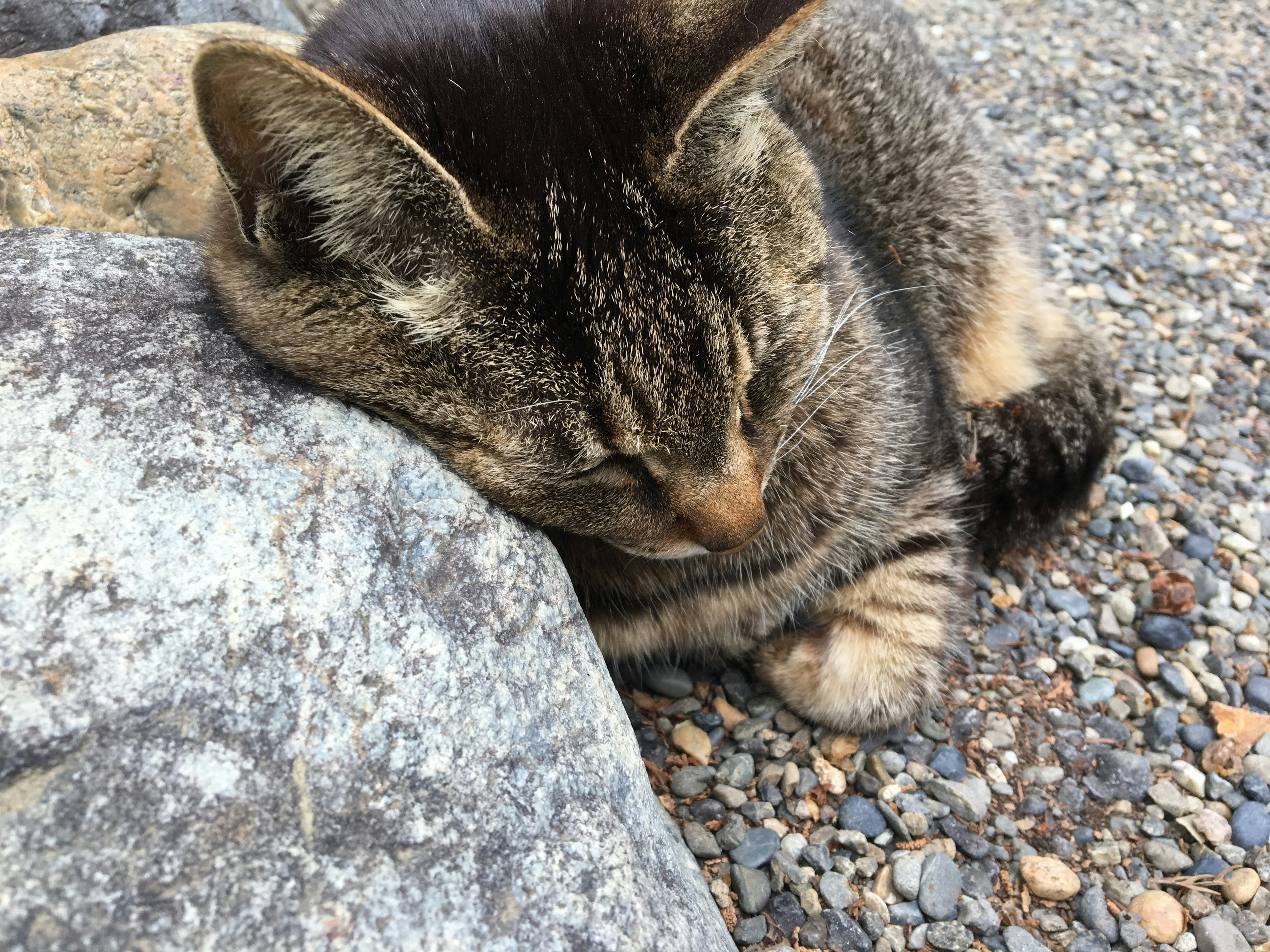 Un chat reposant sa tête sur une pierre