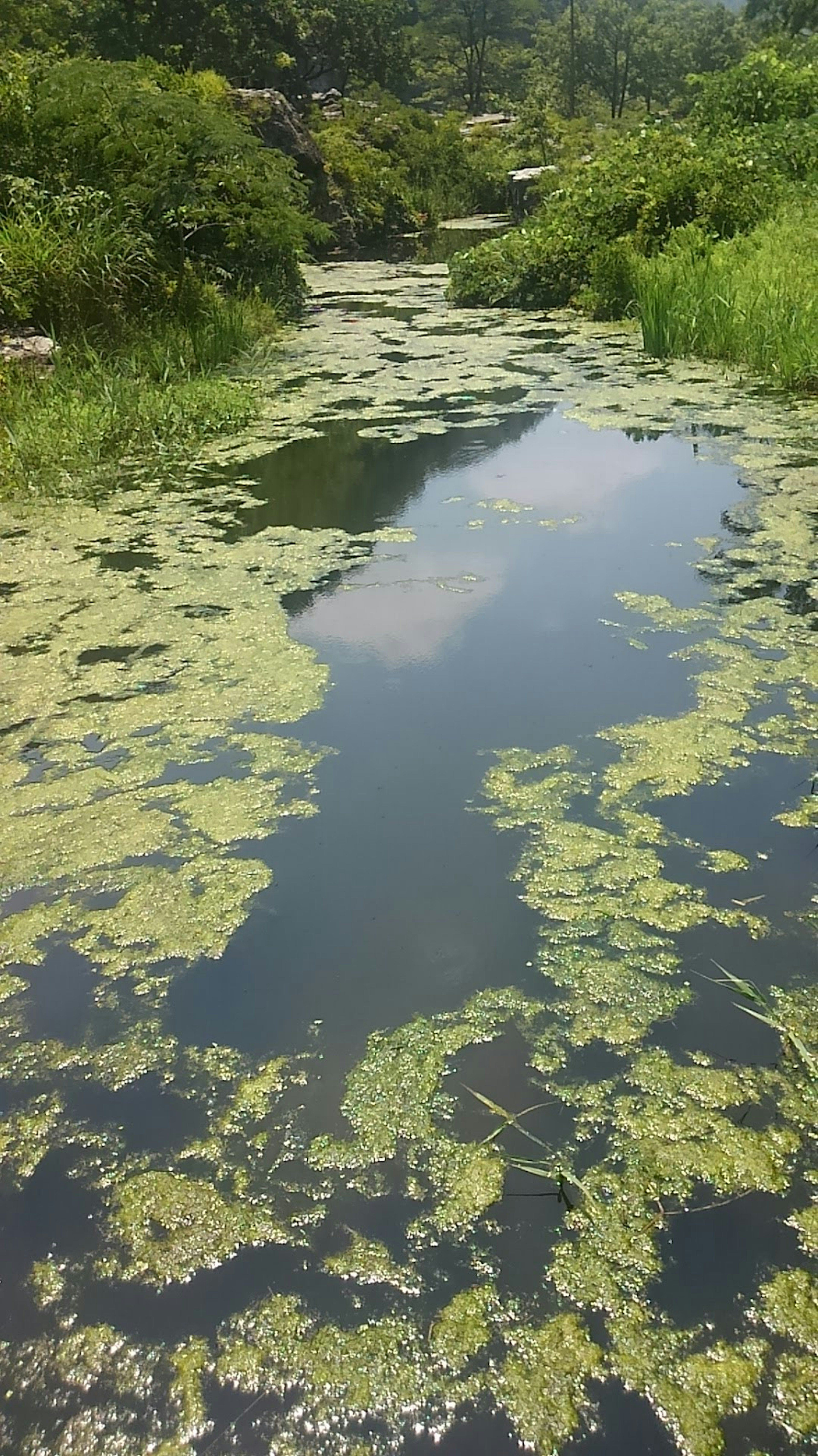 Pemandangan air tenang dengan alga hijau mengapung di permukaan