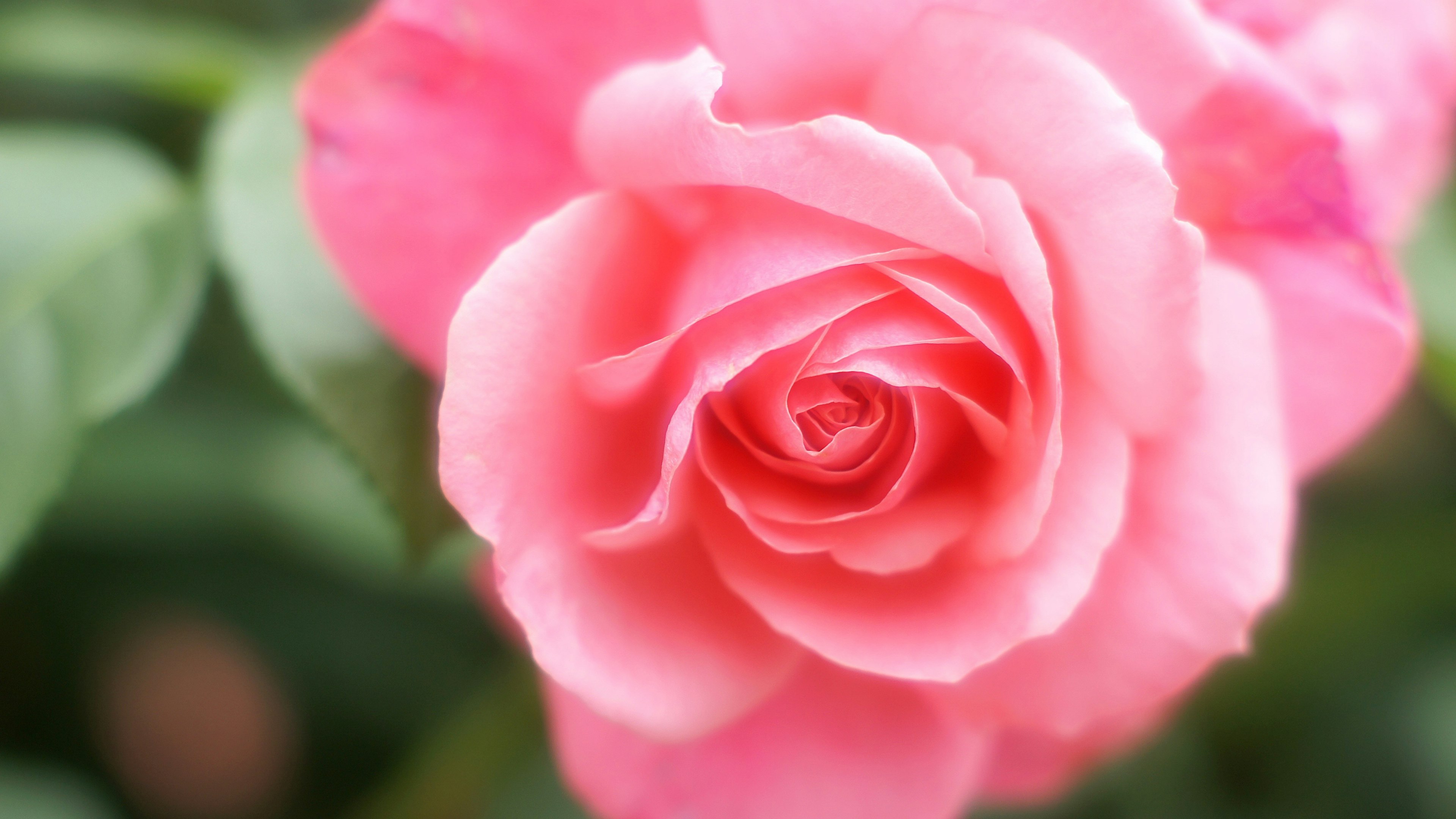 Nahaufnahme einer lebhaften rosa Rose