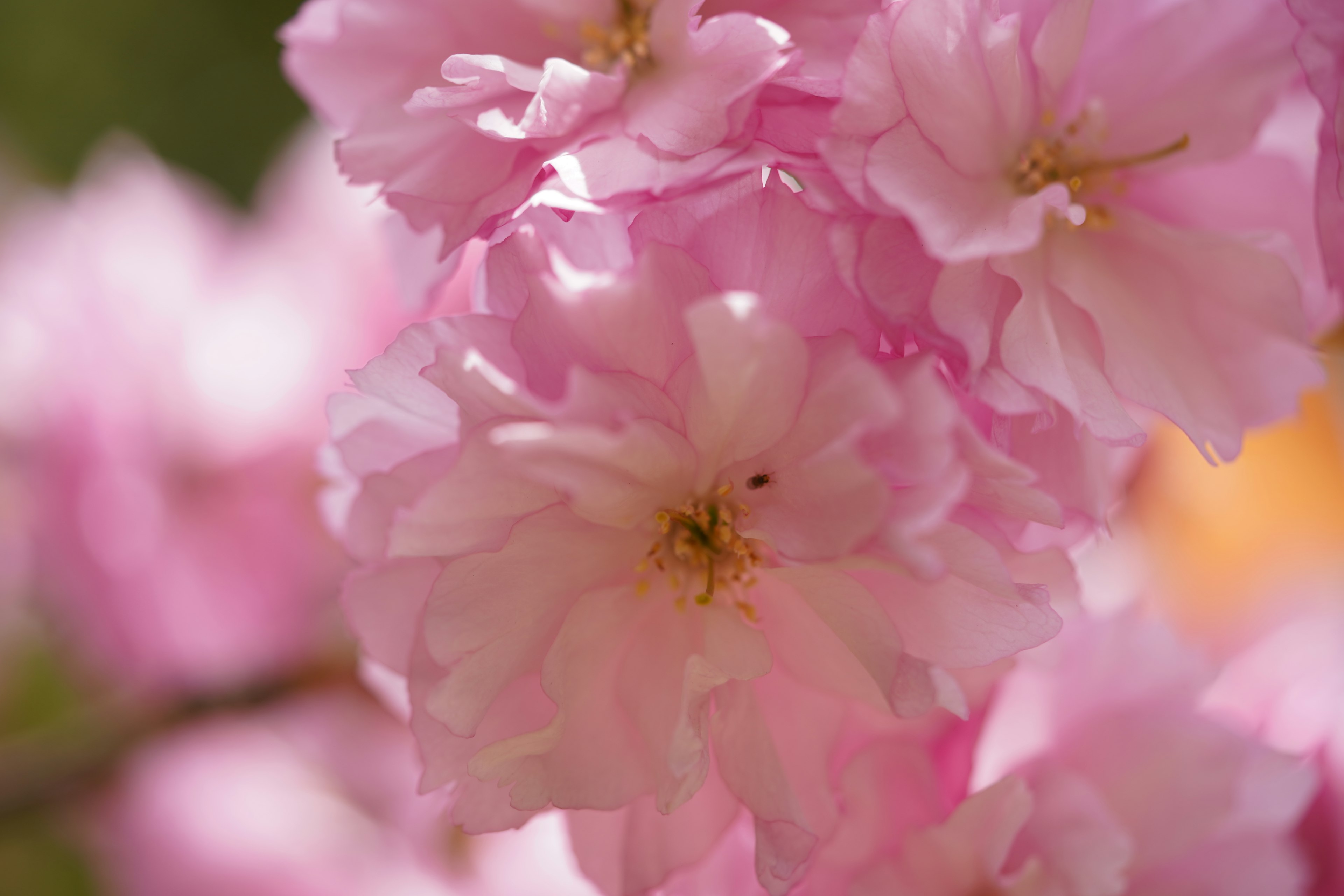 Gros plan de pétales de cerisier roses délicats se chevauchant magnifiquement