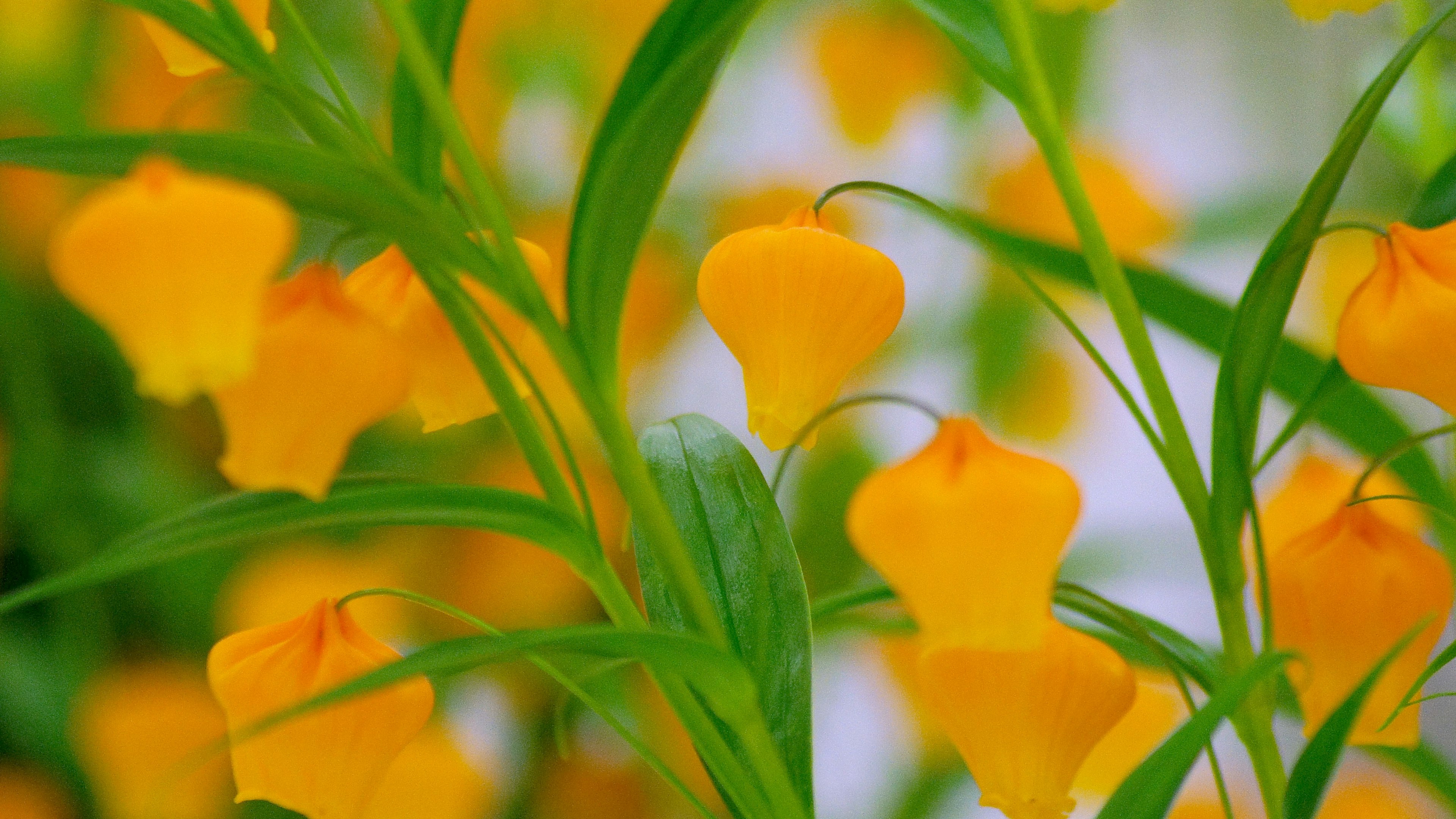 Primo piano di una pianta con fiori gialli