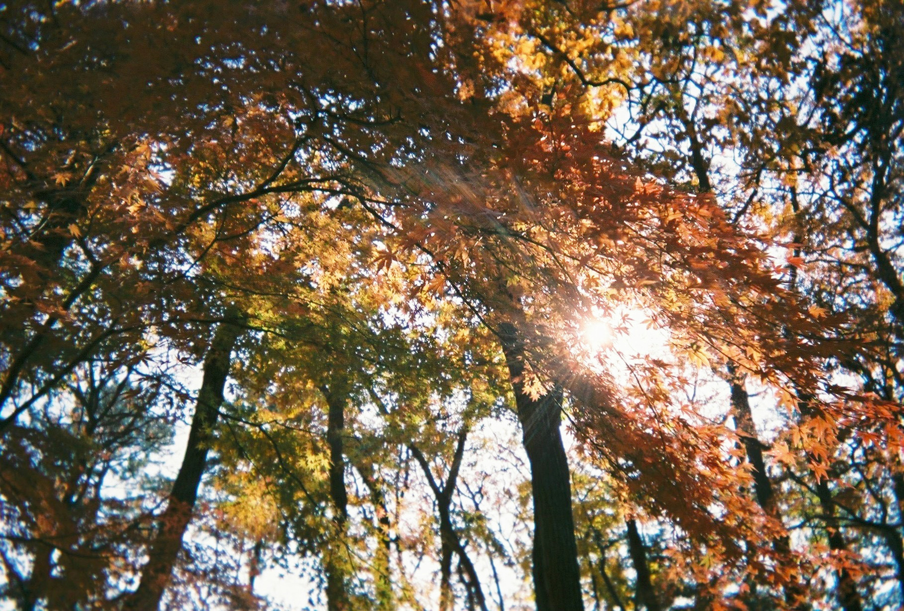 秋の森の中で、色づいた葉が輝く太陽の光を受けている