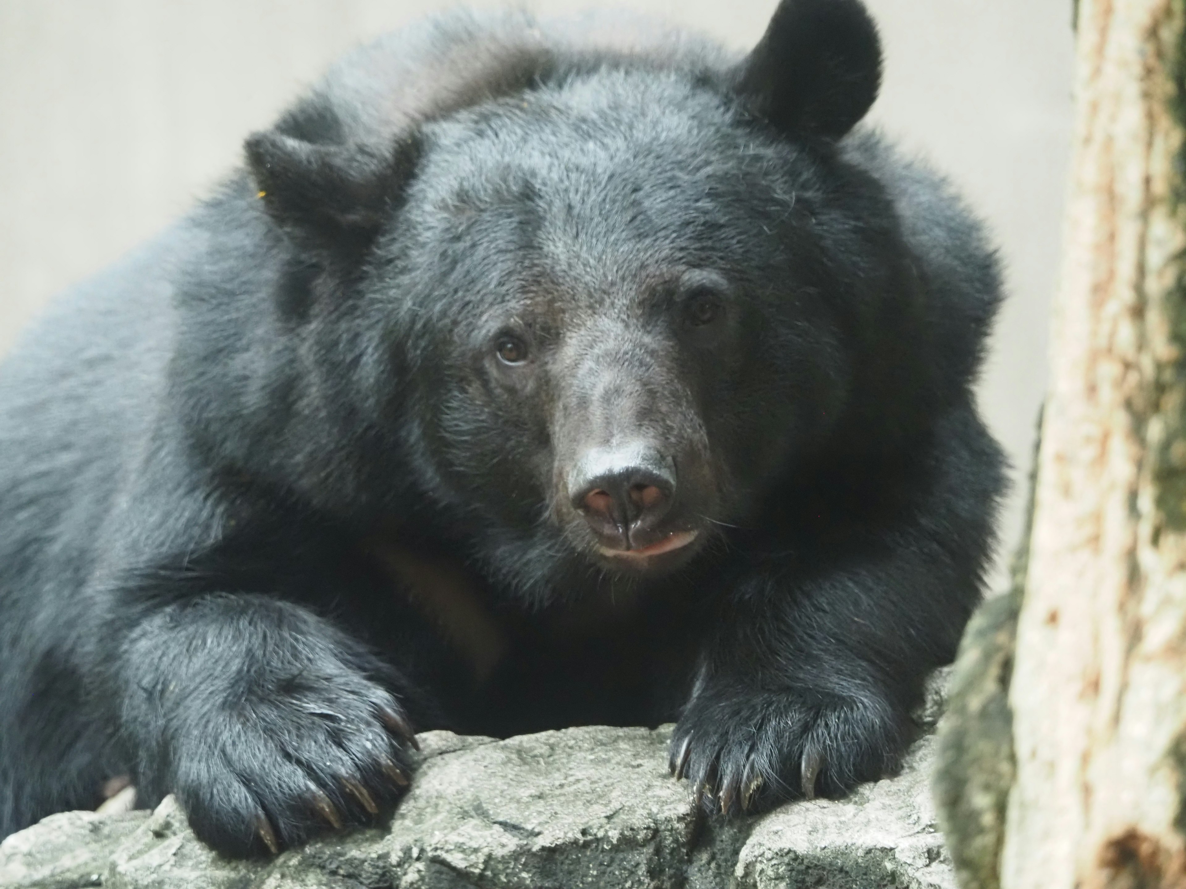 A black bear resting on a rock