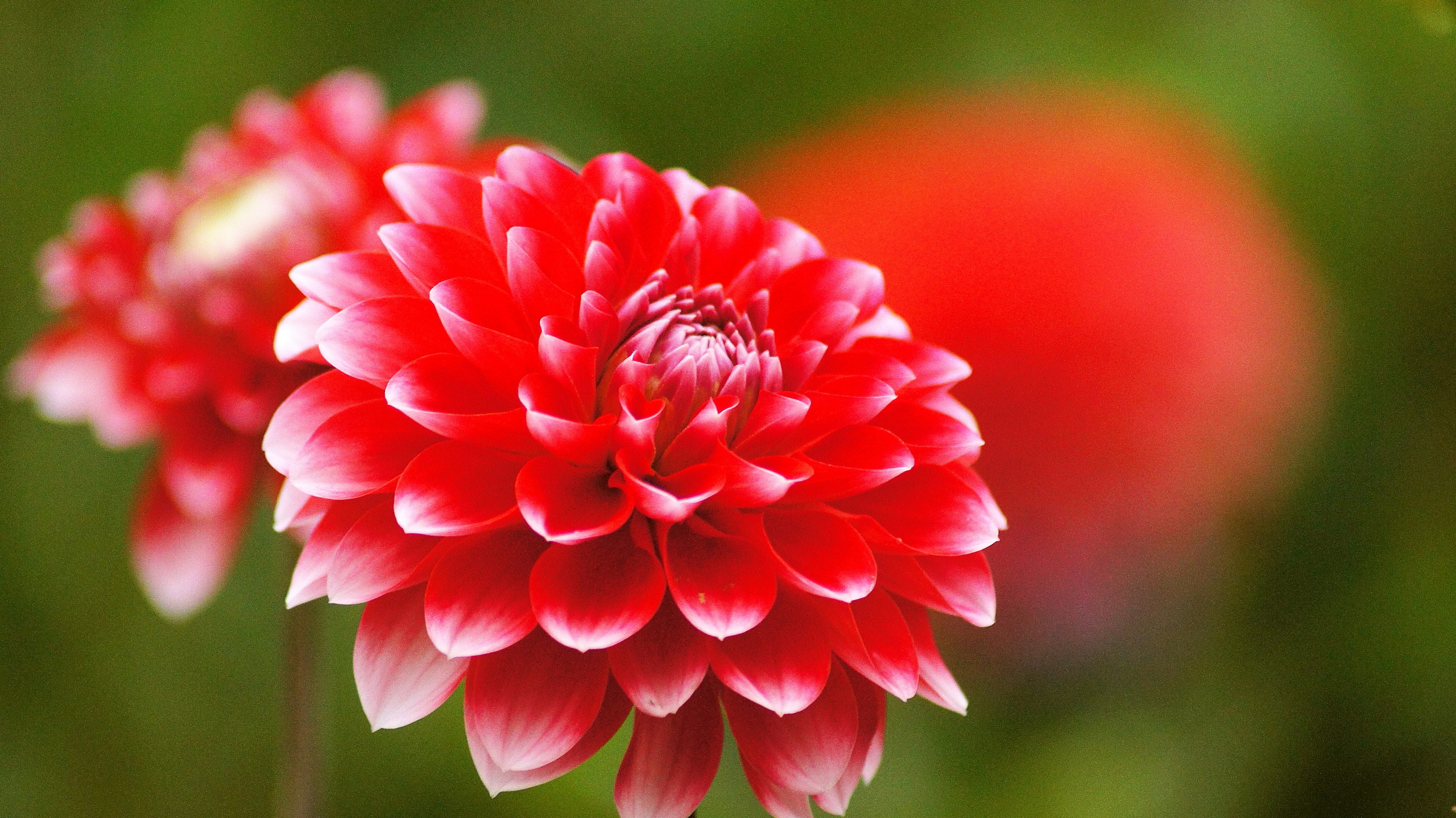 鮮やかな赤いダリアの花が緑の背景に映える