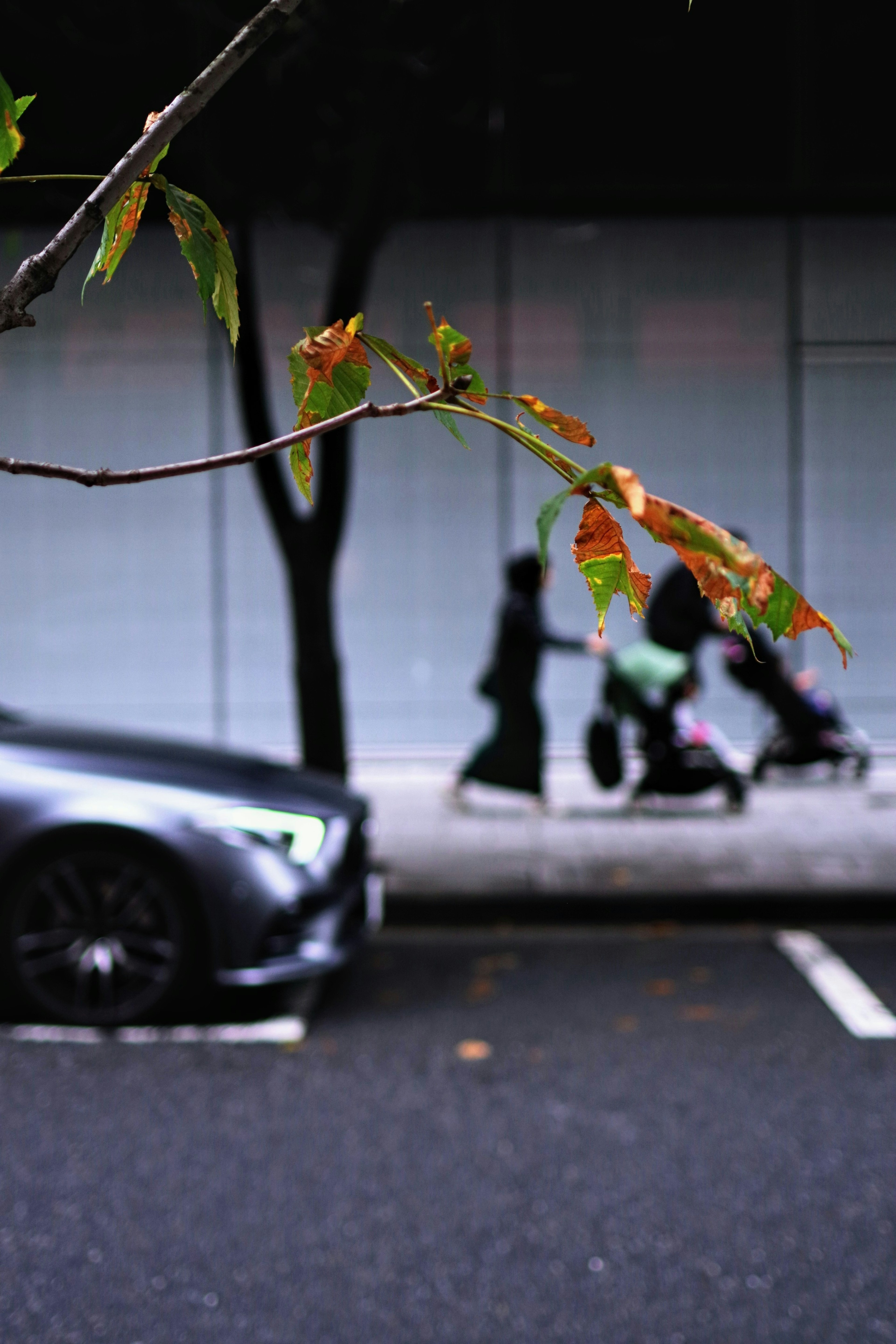 街を歩く人々と葉のある枝を背景にした車の画像