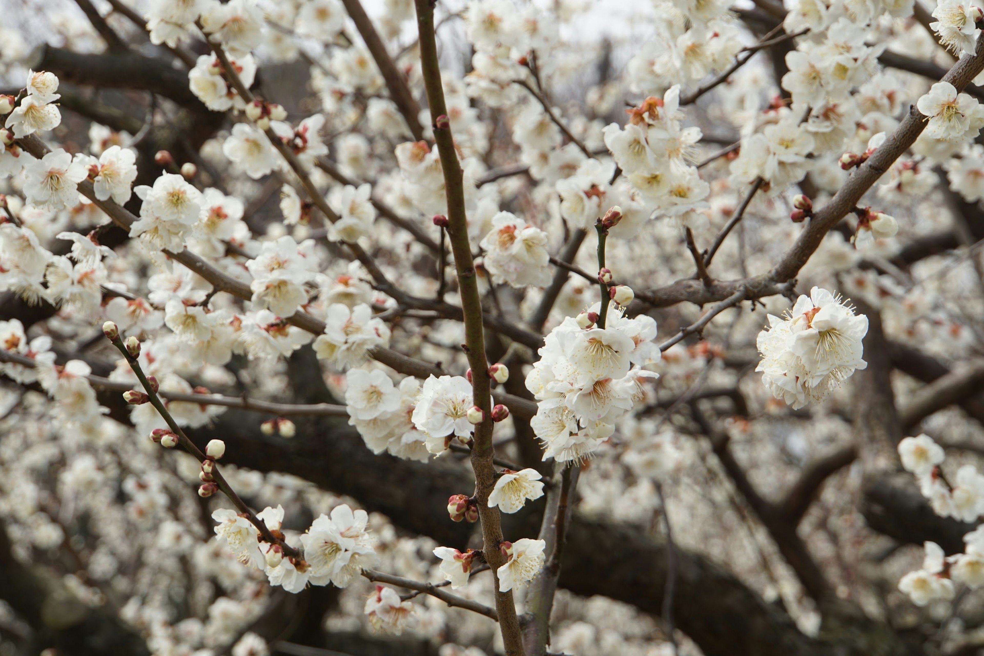 Close-up of branches with blooming white flowers