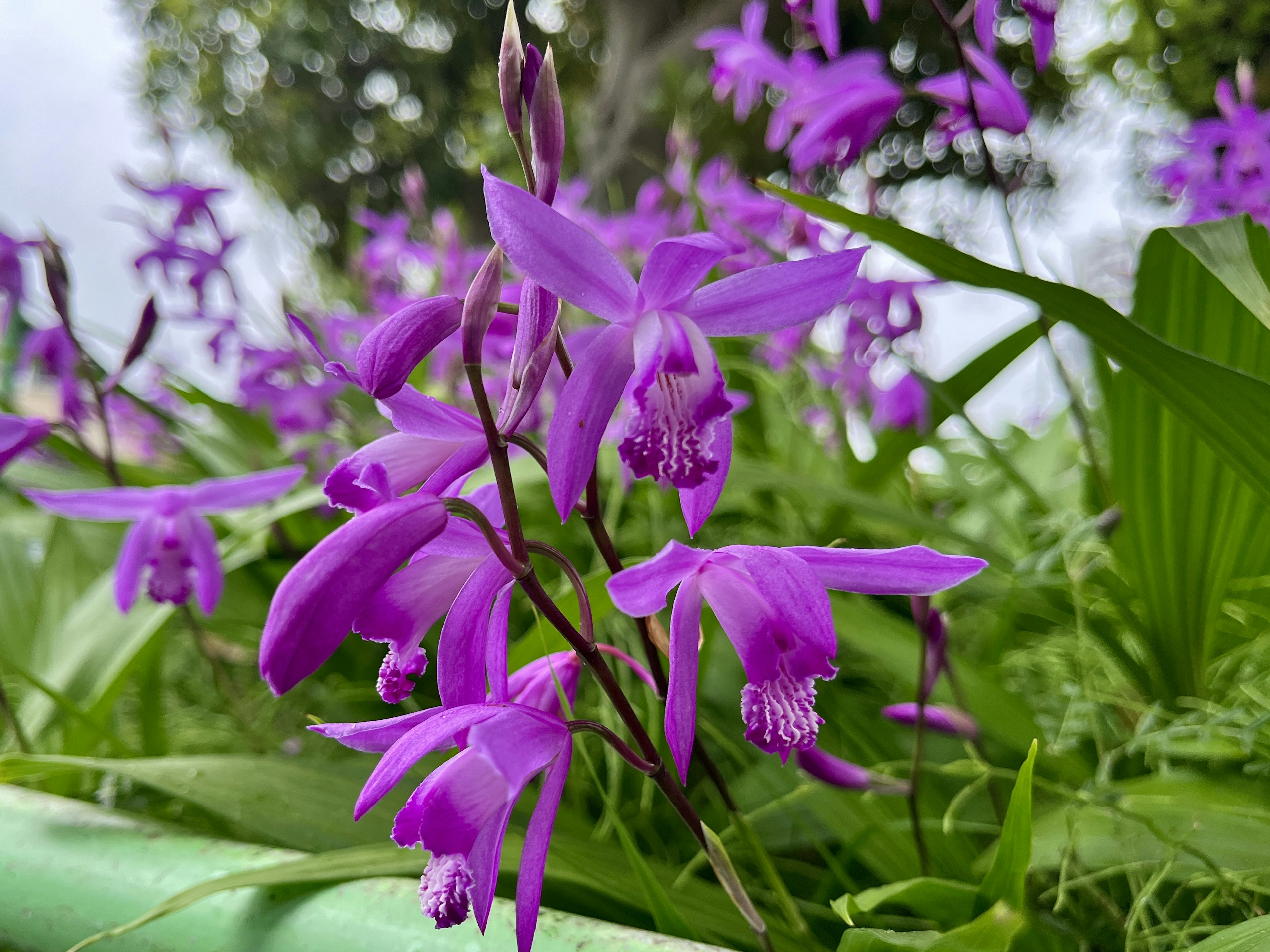 美丽的紫色花朵盛开的场景